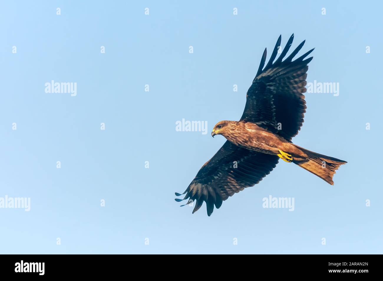A black kite flying in the sky Stock Photo
