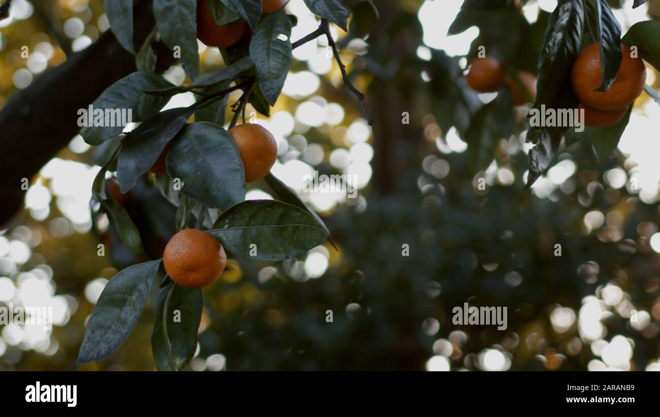 Delicious tangerines seen in the tangerine tree Stock Photo