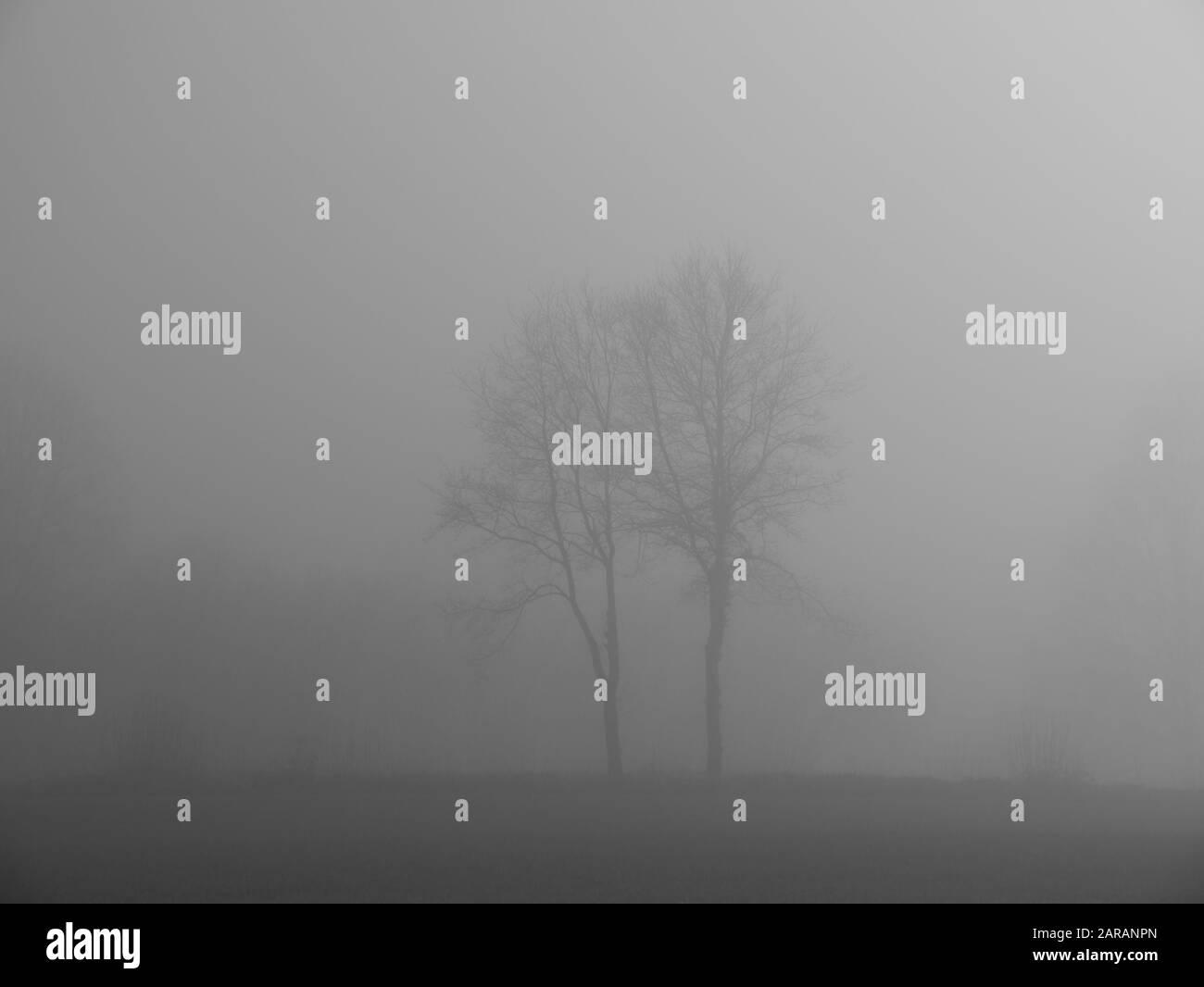 landscape with fog and trees Stock Photo - Alamy