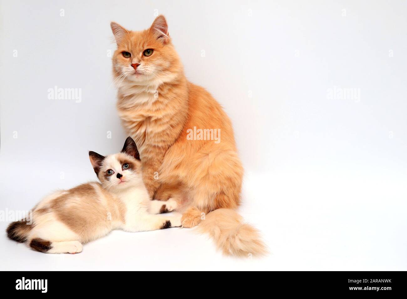 A White And Brown Kitten British Shorthair And Fluffy Red Long