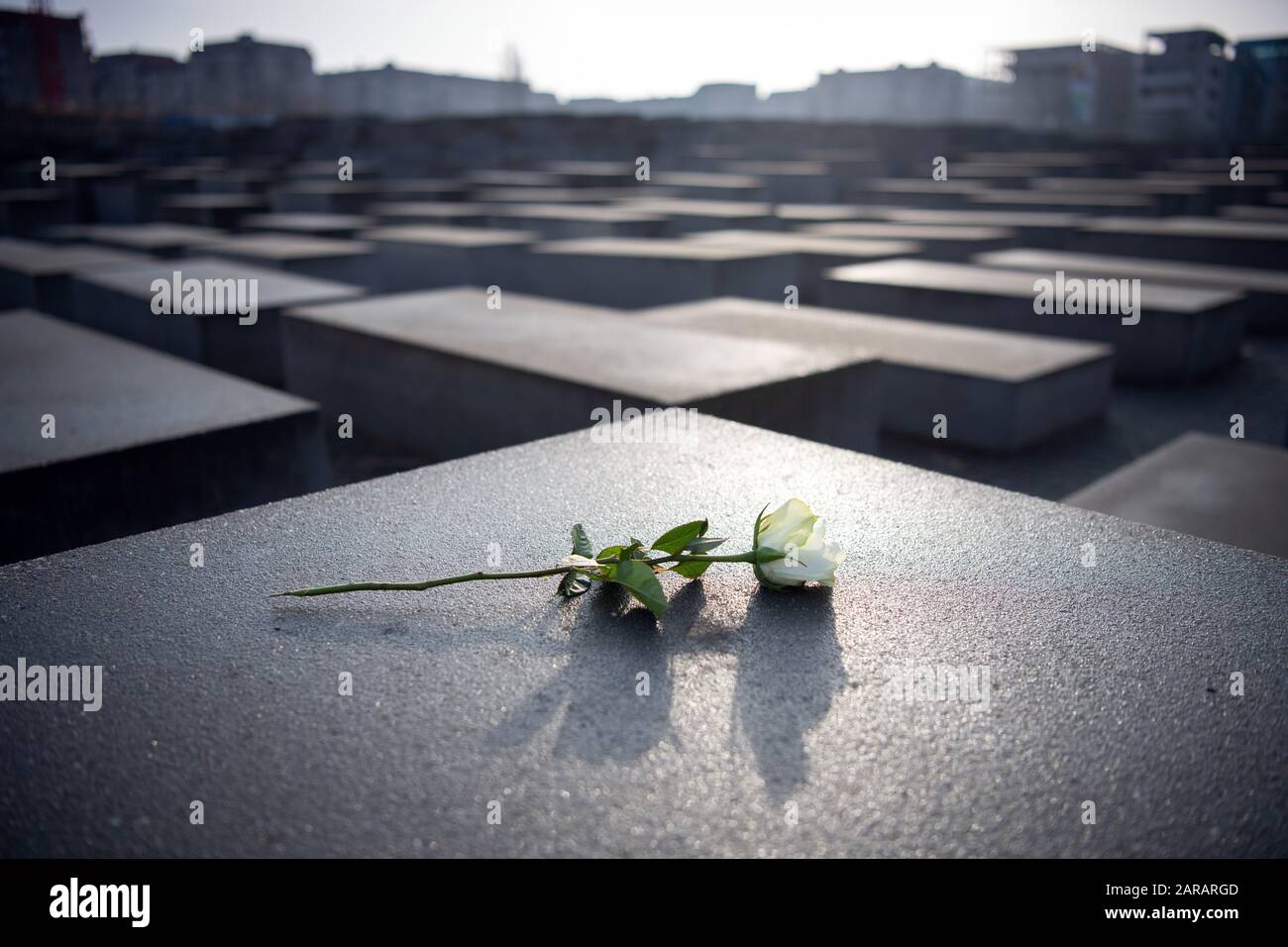 Berlin, Germany. 27th Jan, 2020. A White Rose Lies On One Of The Stelae ...