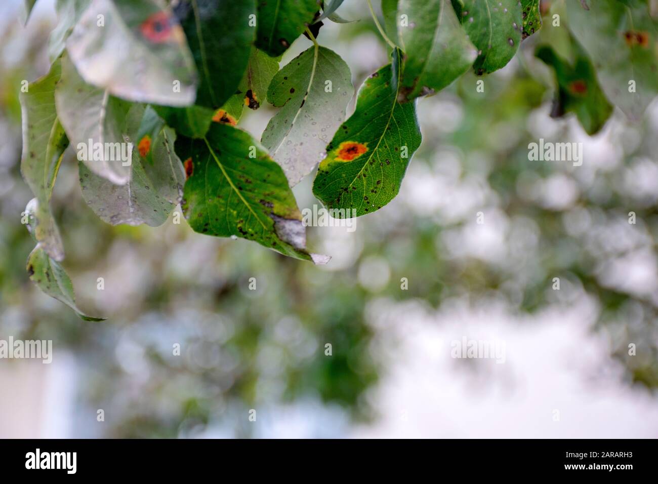 Ill pear leaves. Fungal disease. Orange spots on pear tree. Rust - disease of a pear. Pear leaf with Gymnosporangium sabinae infestation. Infected tre Stock Photo