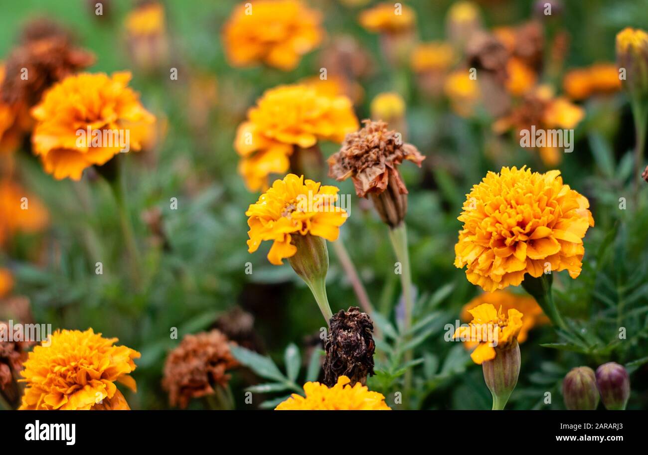 Many yellow flowers Tagetes Patula in bloom. The flower Tagetes patula in the garden. Marigold Tagetes patula flowers. Natural floral background. Stock Photo