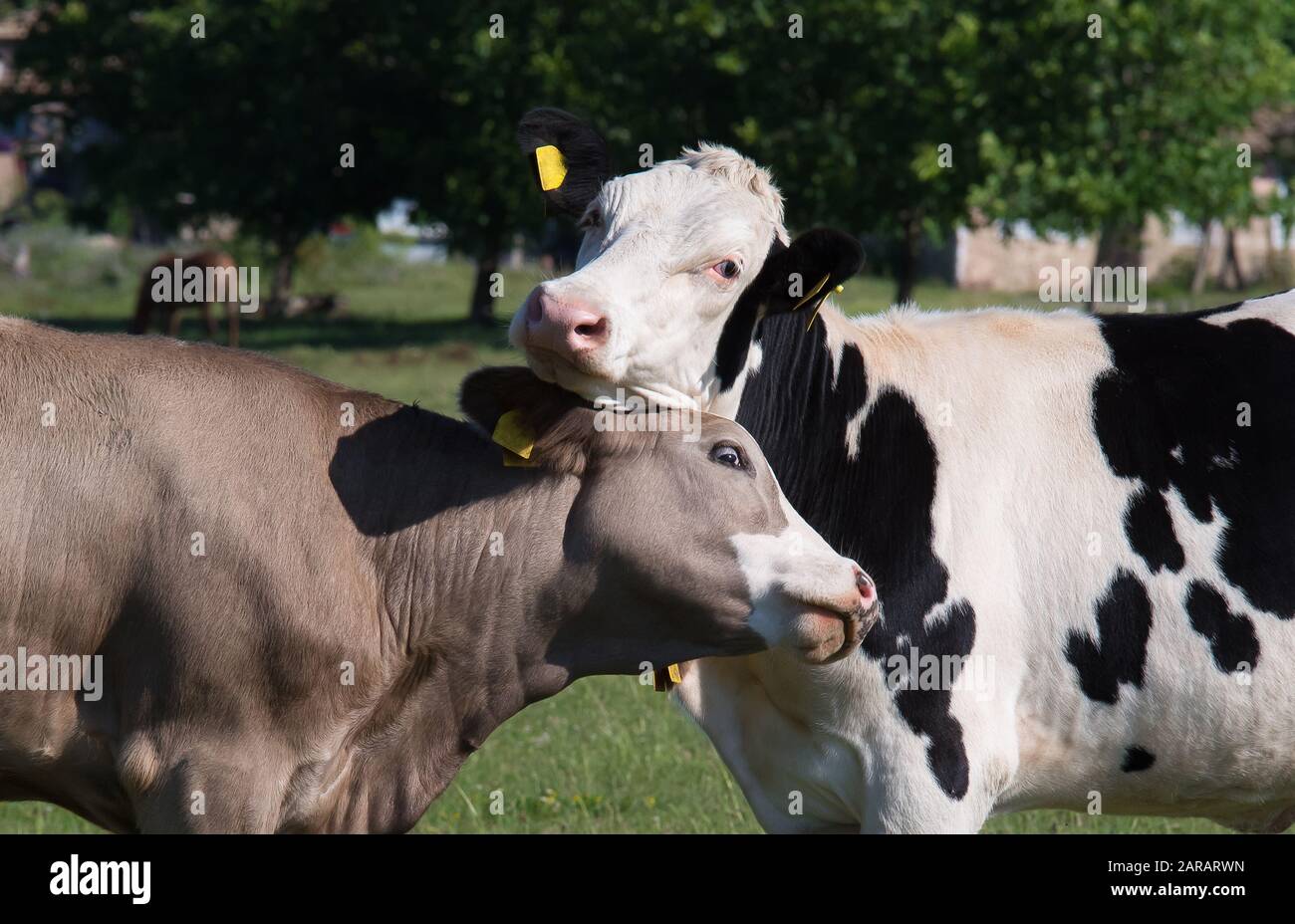 Calves. Love between animals. Stock Photo