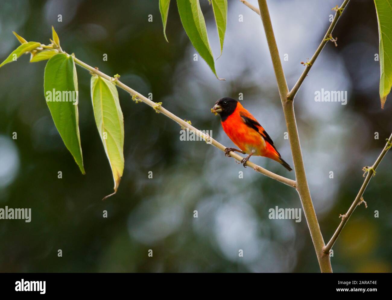 RED SISKIN (Carduelis cucullata) male, southern Rupununi, Guyana, South