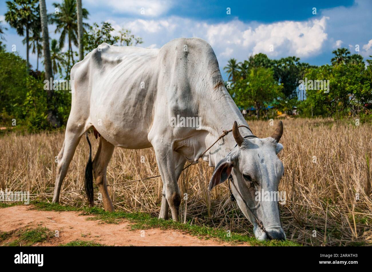 A thin cow in the fields near the Phnom Chhnork caves near Kampot in Cambodia Stock Photo