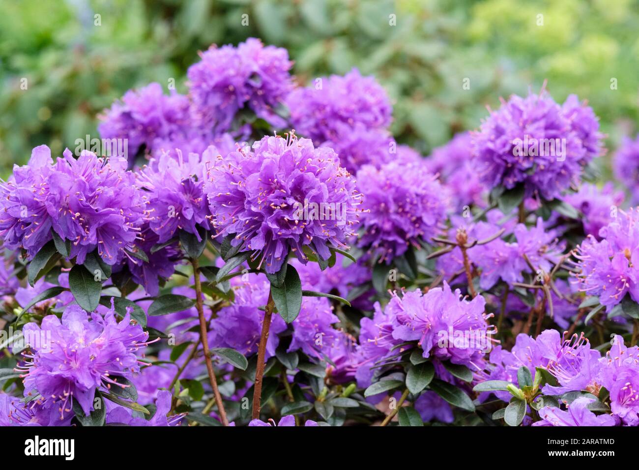 Purple/mauve flowers of rhododendron 'Songbird' Stock Photo