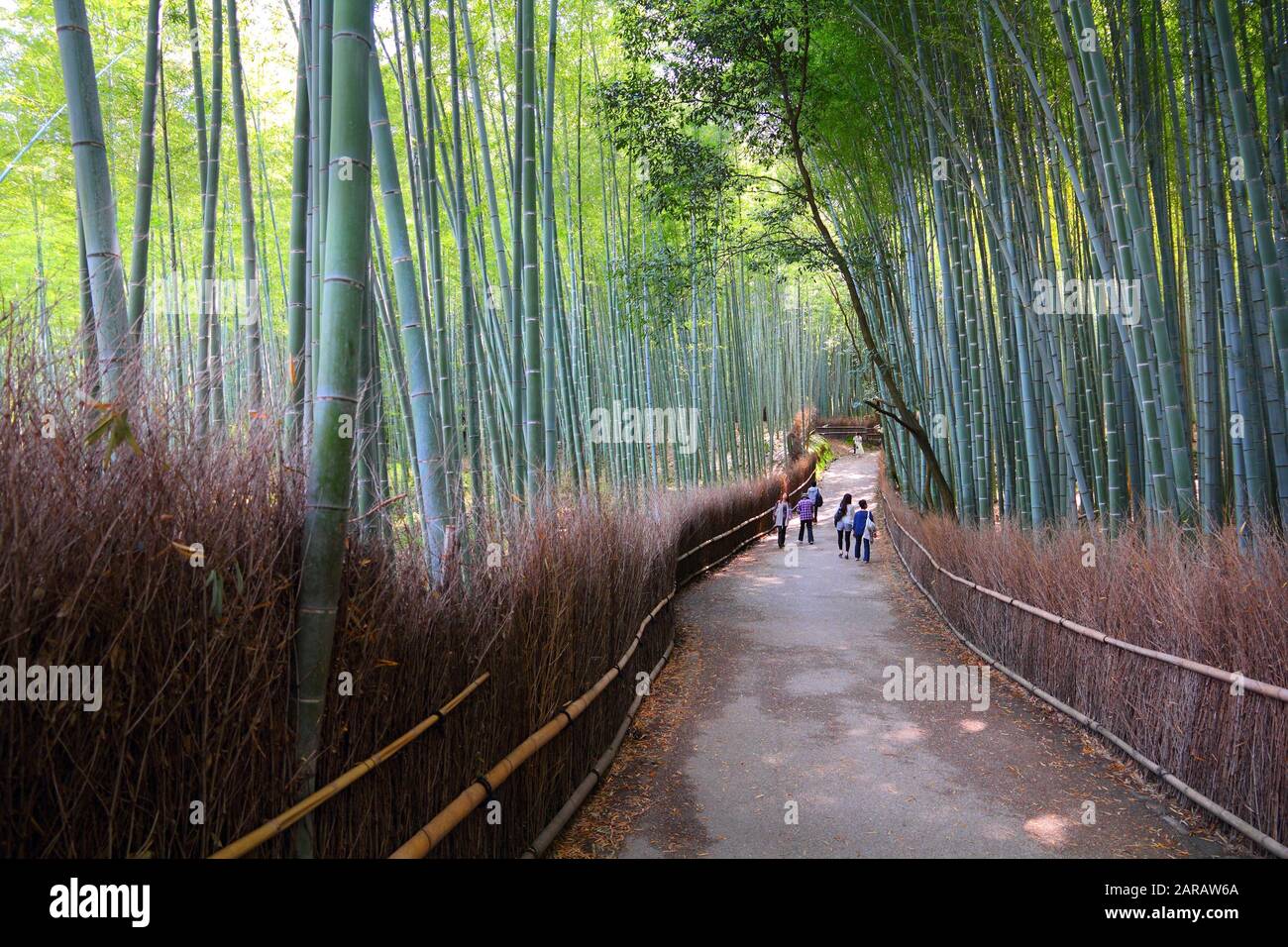 Bamboo forest in Japan Arashiyama grove in Kyoto Stock Photo Alamy