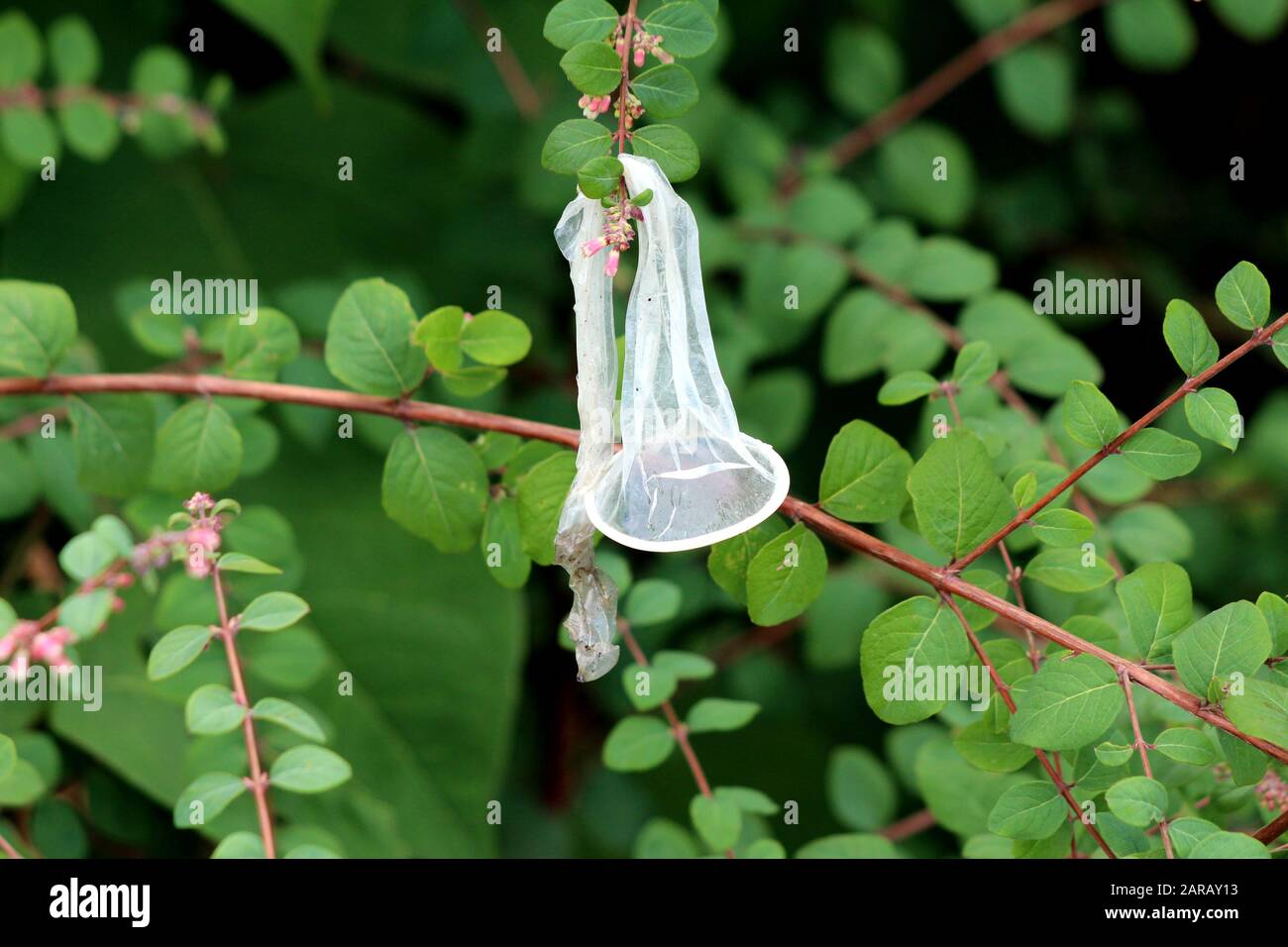 Used discarded condom left as garbage in public park on tree branches after use on hot summer night Stock Photo