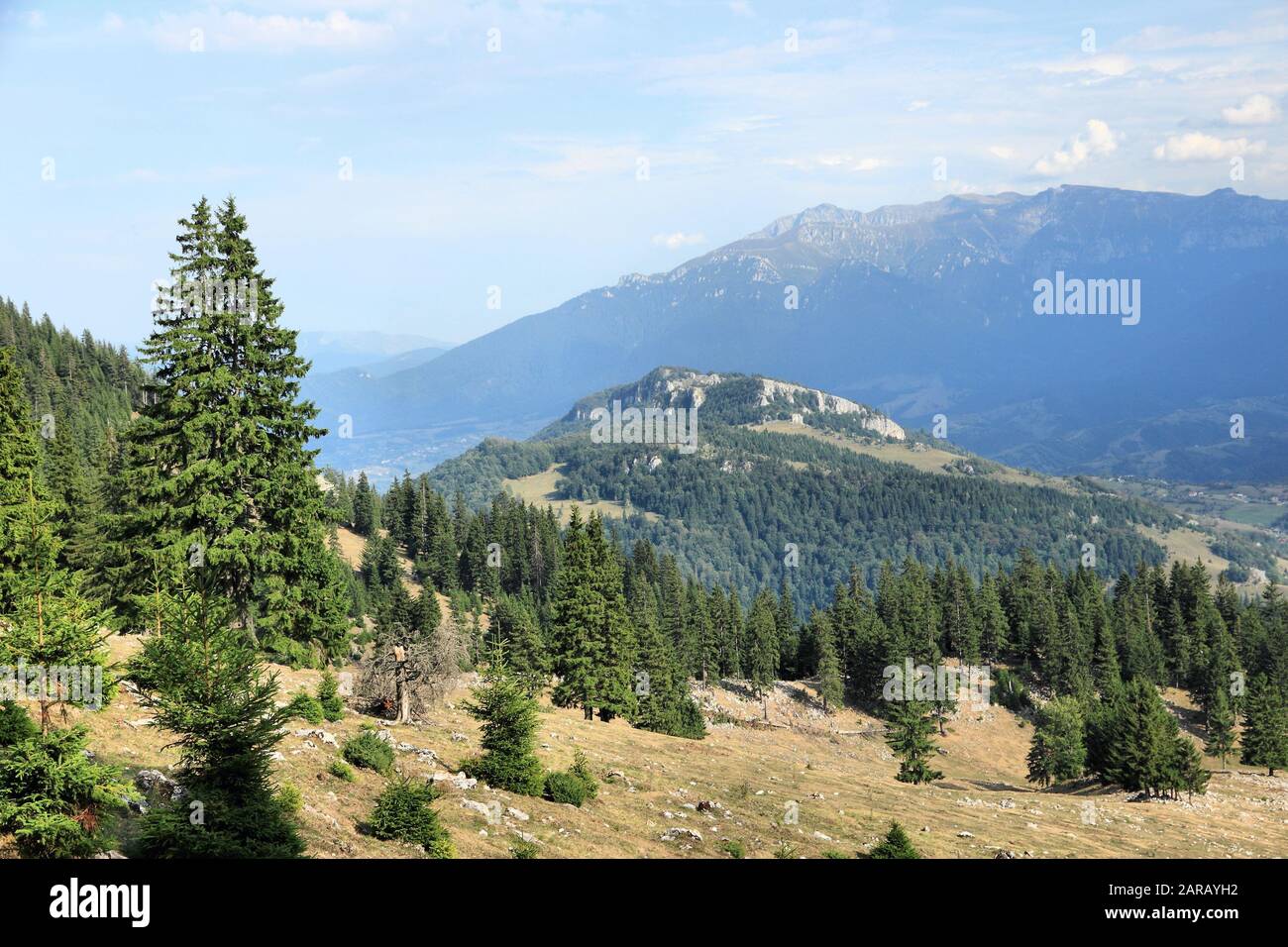 Romania mountain landscape. Piatra Craiului National Park. High altitude forest of Mugo Pine (Pinus mugo). Stock Photo