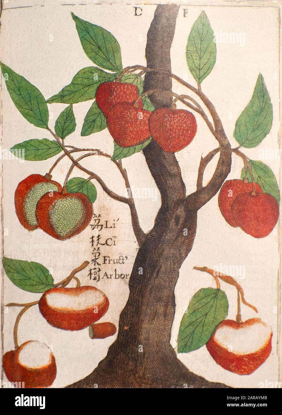 17th century Coloured copperplate engraving described as Li Ci Fruct Arbor of a disproportionate lychee tree (Litchi chinensis) by Father Michael Piot Stock Photo