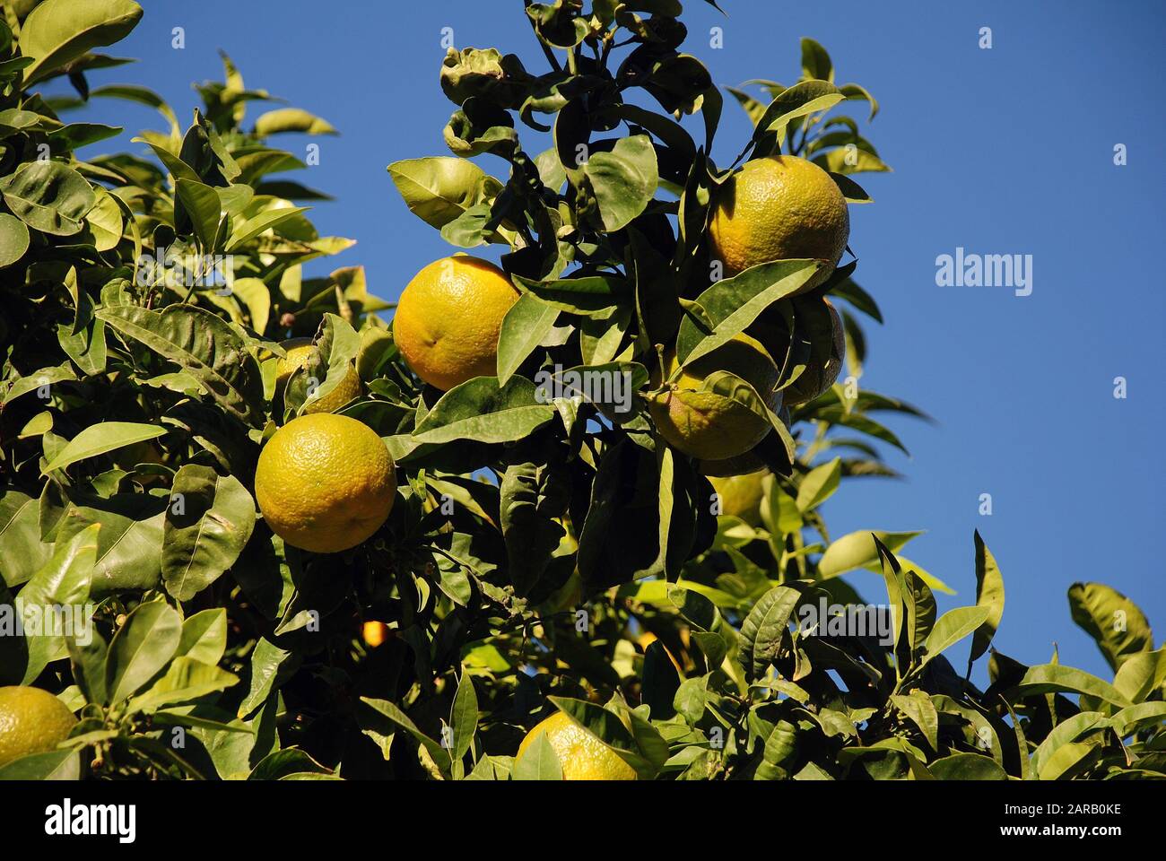 Unripe green lemons growing on a tree at Alcudia Old Town on the Spanish island of Majorca. Stock Photo