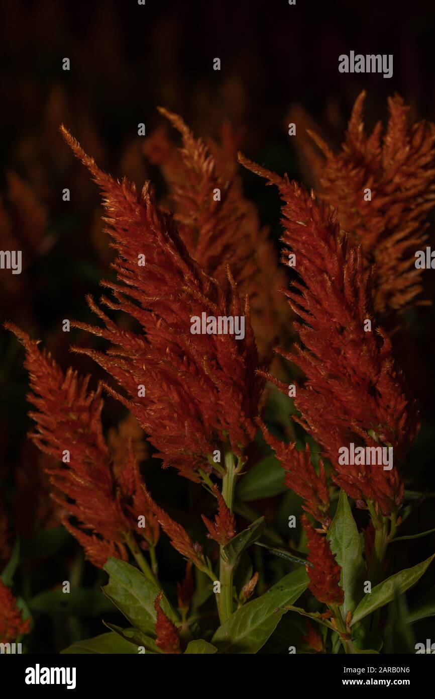 Beautiful red Celosia, Phurua, Celosia argentea L, Plumed cockscomb, Celosia cristata flower the family Amaranthaceae.  Stock Photo
