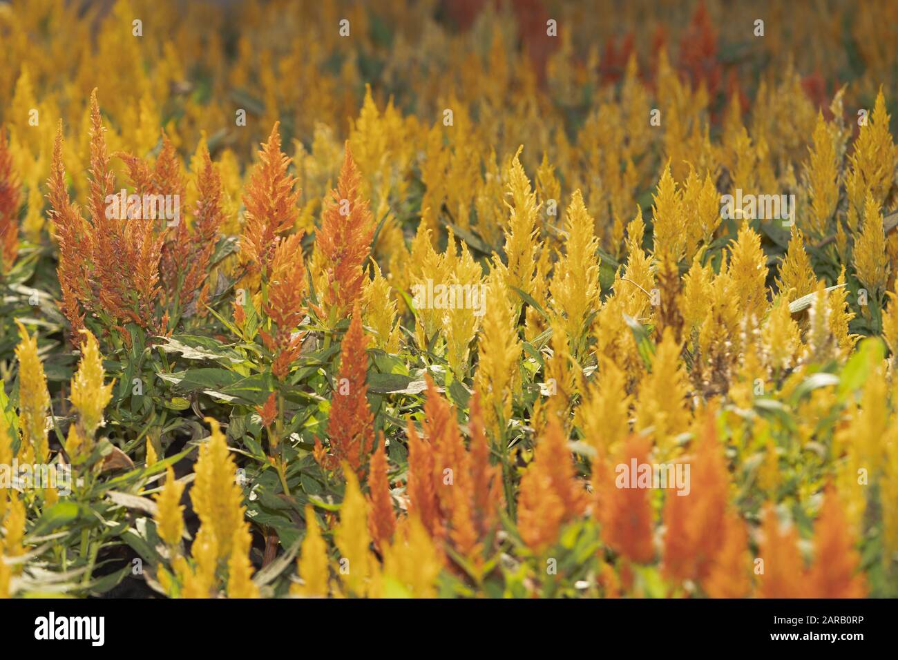 Beautiful orange Celosia, Phurua, Celosia argentea L, Plumed cockscomb, Celosia cristata flower the family Amaranthaceae.  Stock Photo