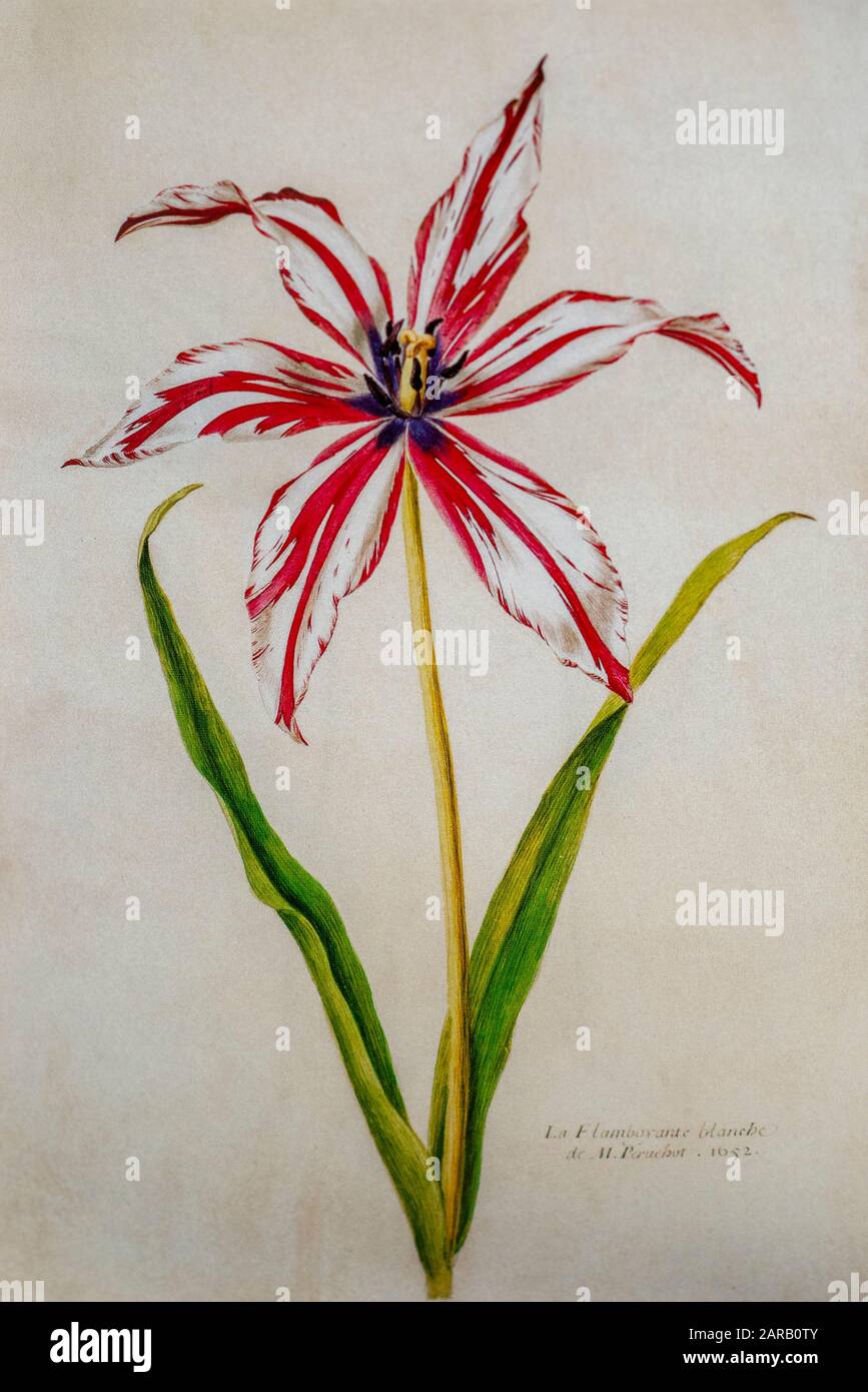 17th century watercolor painting of a Tulipa gesneriana (Gesner's Tulip, Didier's tulip or garden tulip) from Livre des Tulipes (Book of Tulips) by Ni Stock Photo