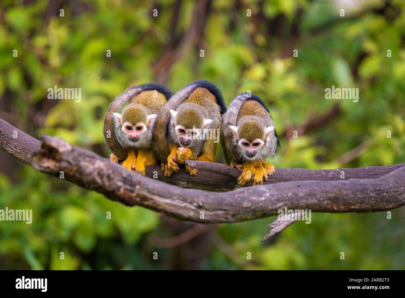 Three common squirrel monkeys sitting on a tree branch Stock Photo