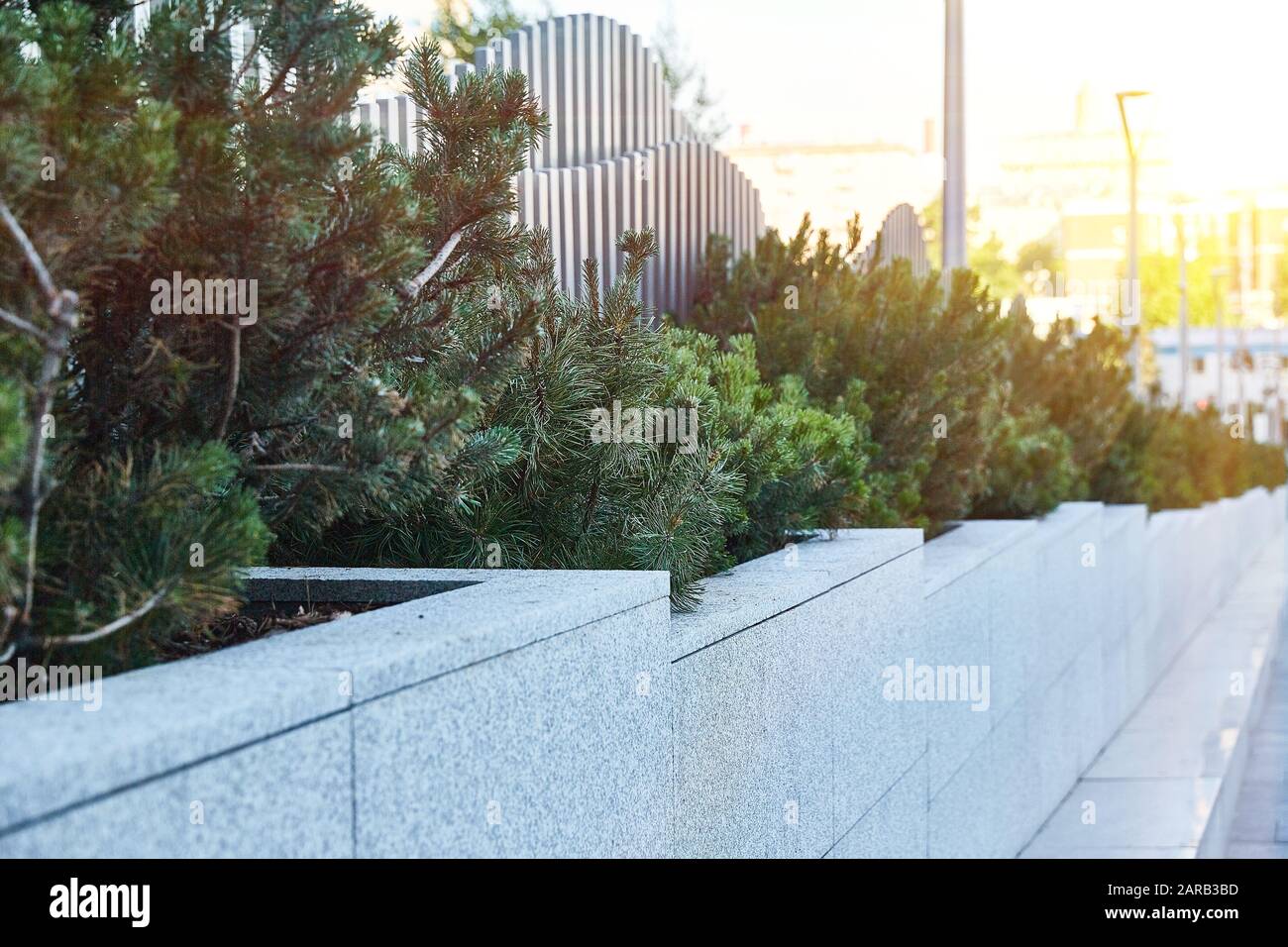 Christmas trees in flower beds on the streets Stock Photo - Alamy