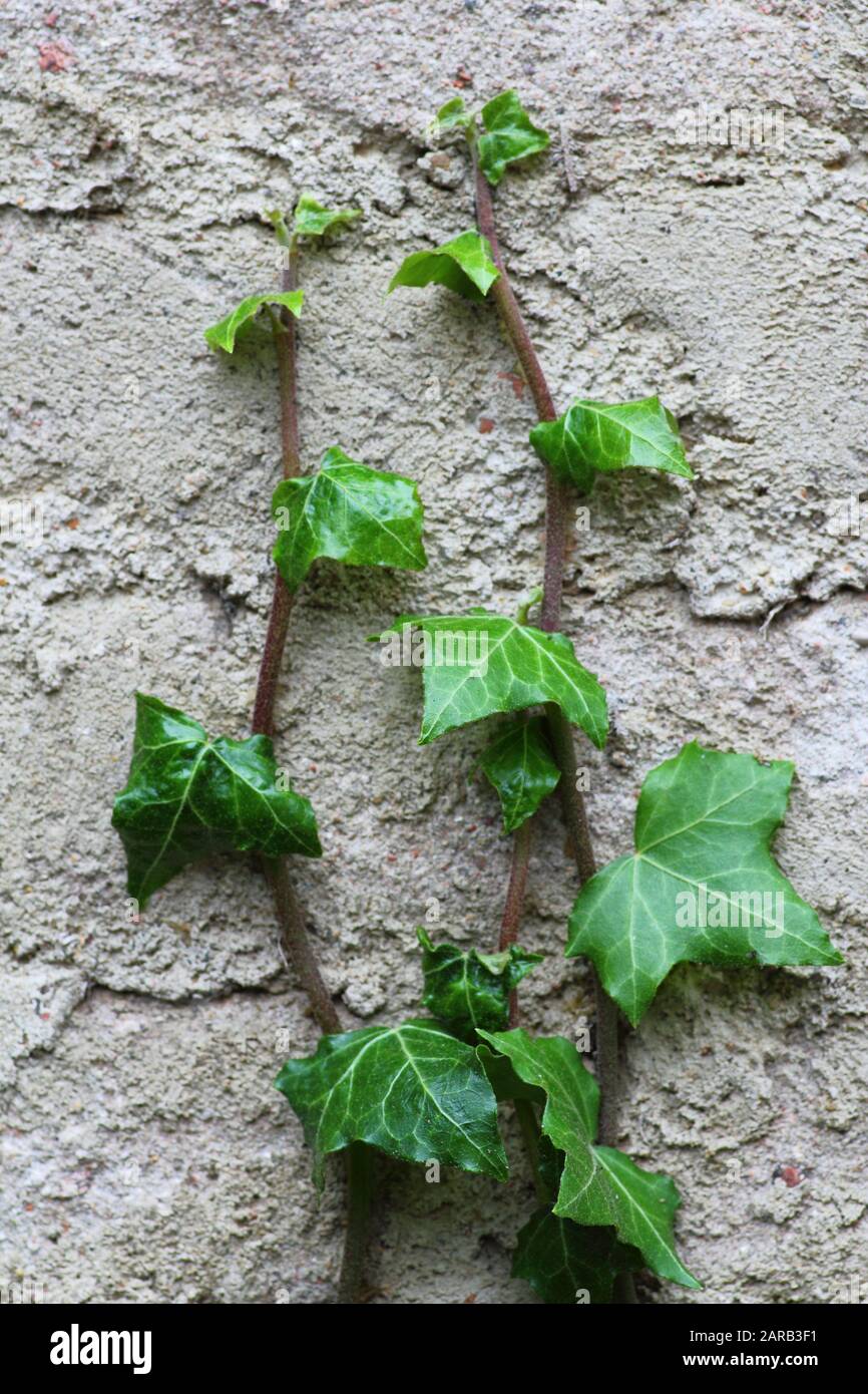 Hedera helix common ivy climbing on concrete wall Stock Photo