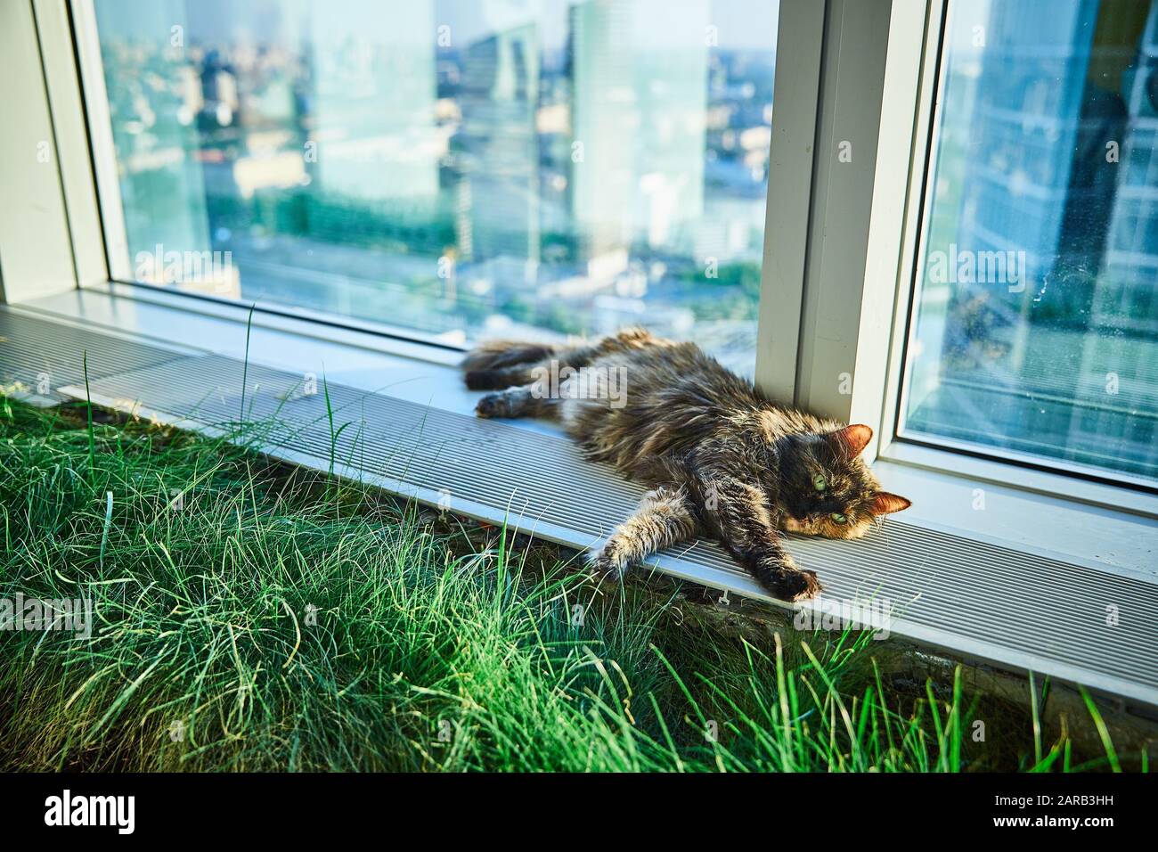 skyscraper cat
