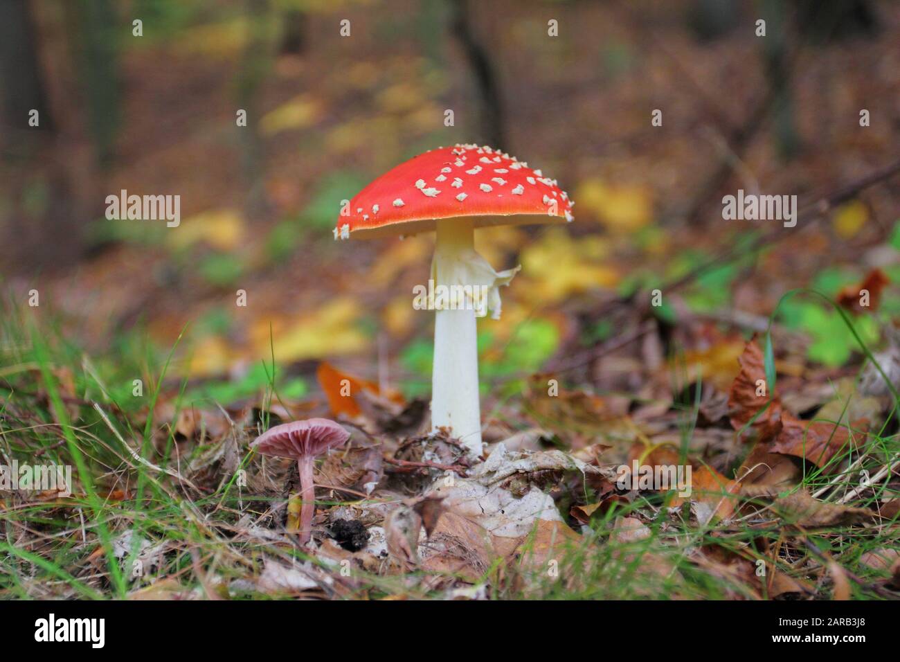 Amanita muscaria, commonly known as the fly agaric growing in the forest Stock Photo