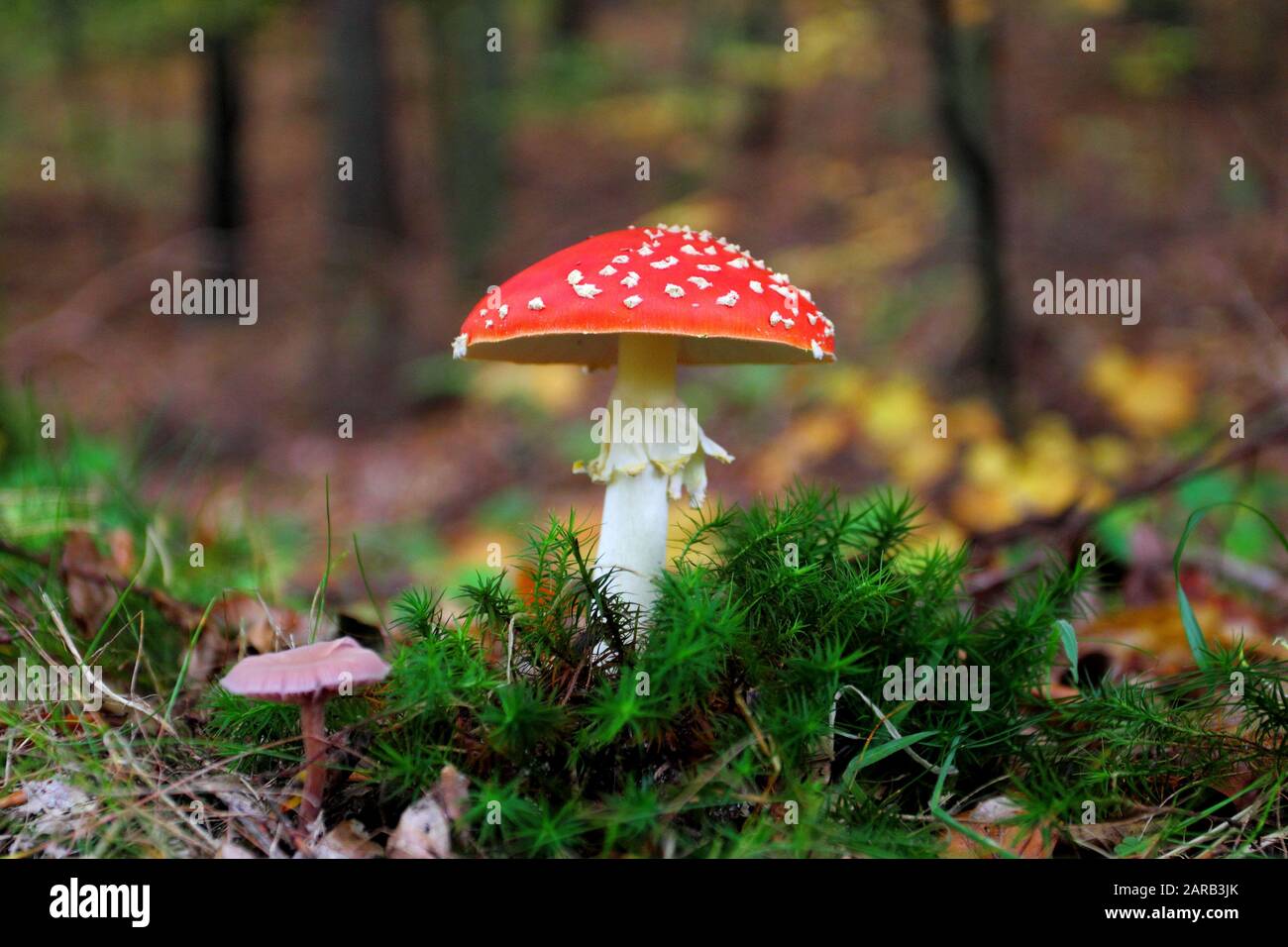 Amanita muscaria, commonly known as the fly agaric growing in the forest Stock Photo