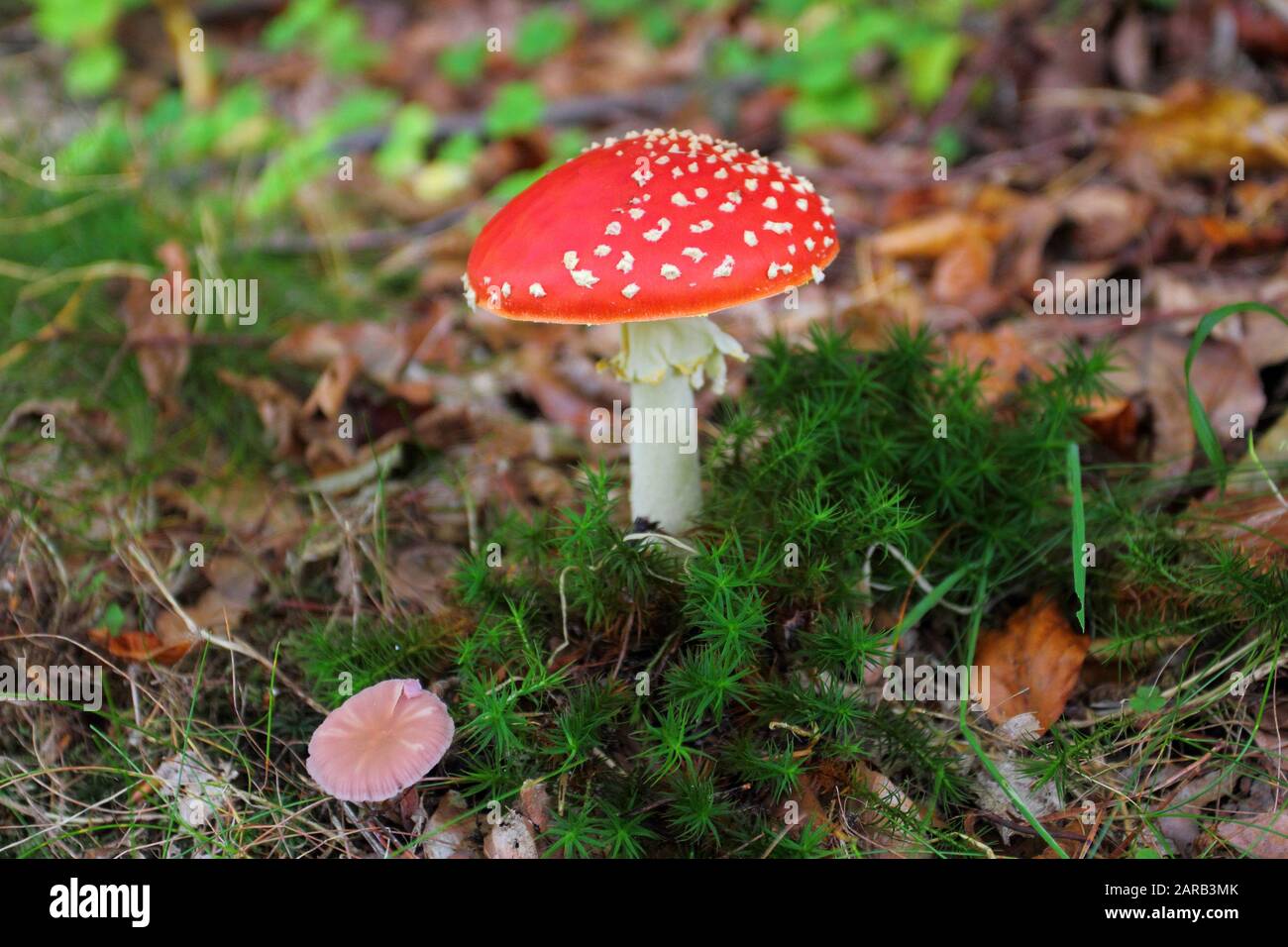 Fly agaric or fly Amanita mushroom, Amanita muscaria Stock Photo