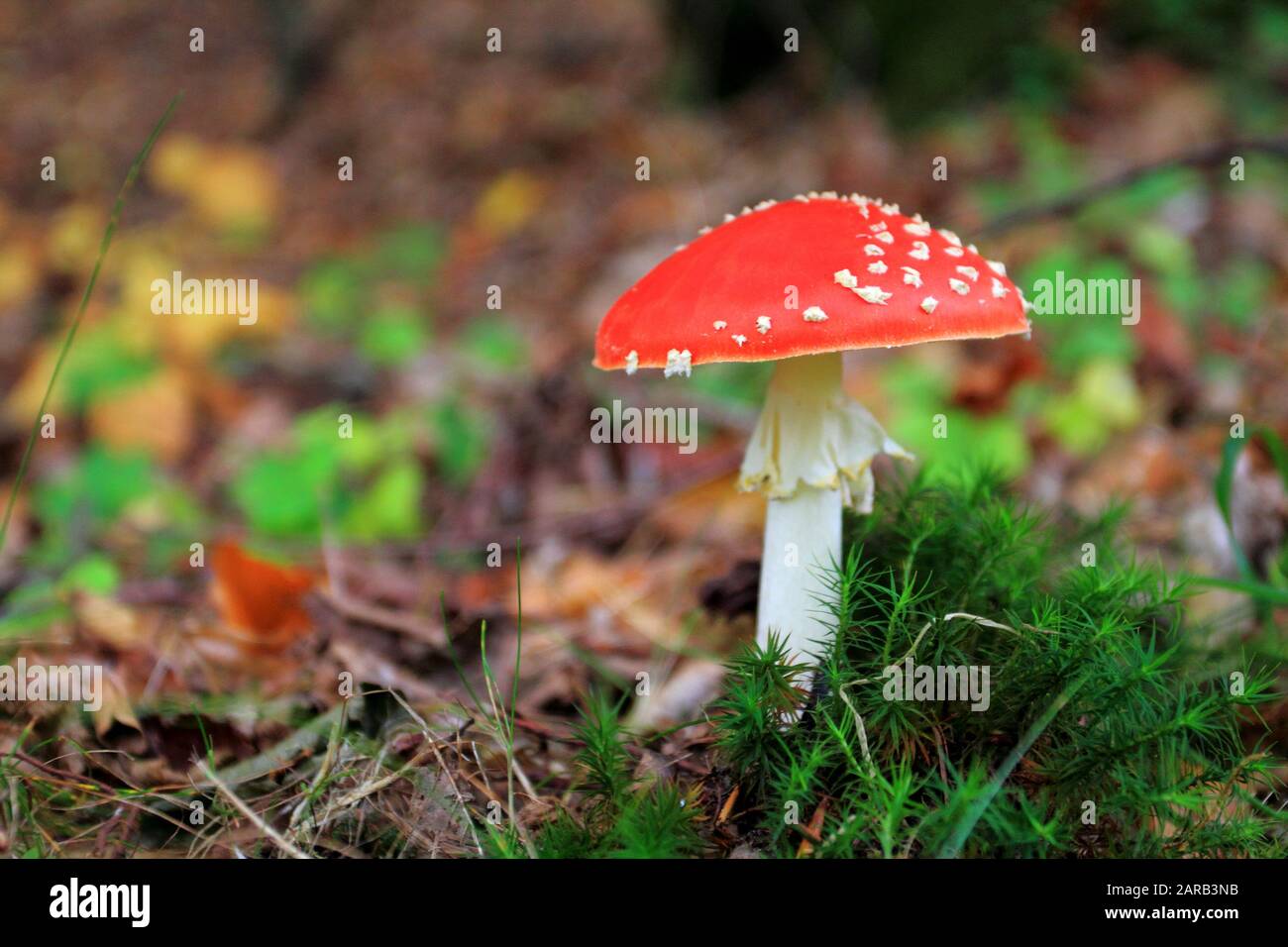 Fly agaric or fly Amanita mushroom, Amanita muscaria Stock Photo