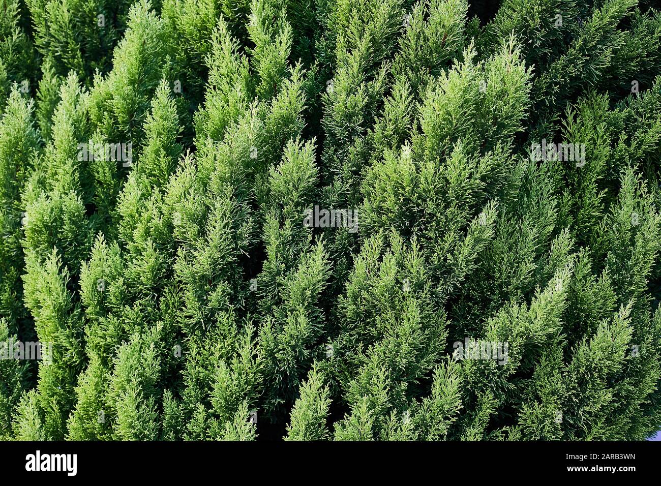 Closeup of Beautiful green christmas leaves of Thuja trees on green horizontal background. Stock Photo