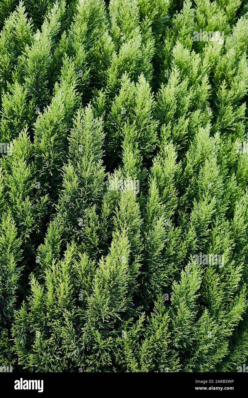 Closeup of Beautiful green christmas leaves of Thuja trees on green vertical background. Stock Photo