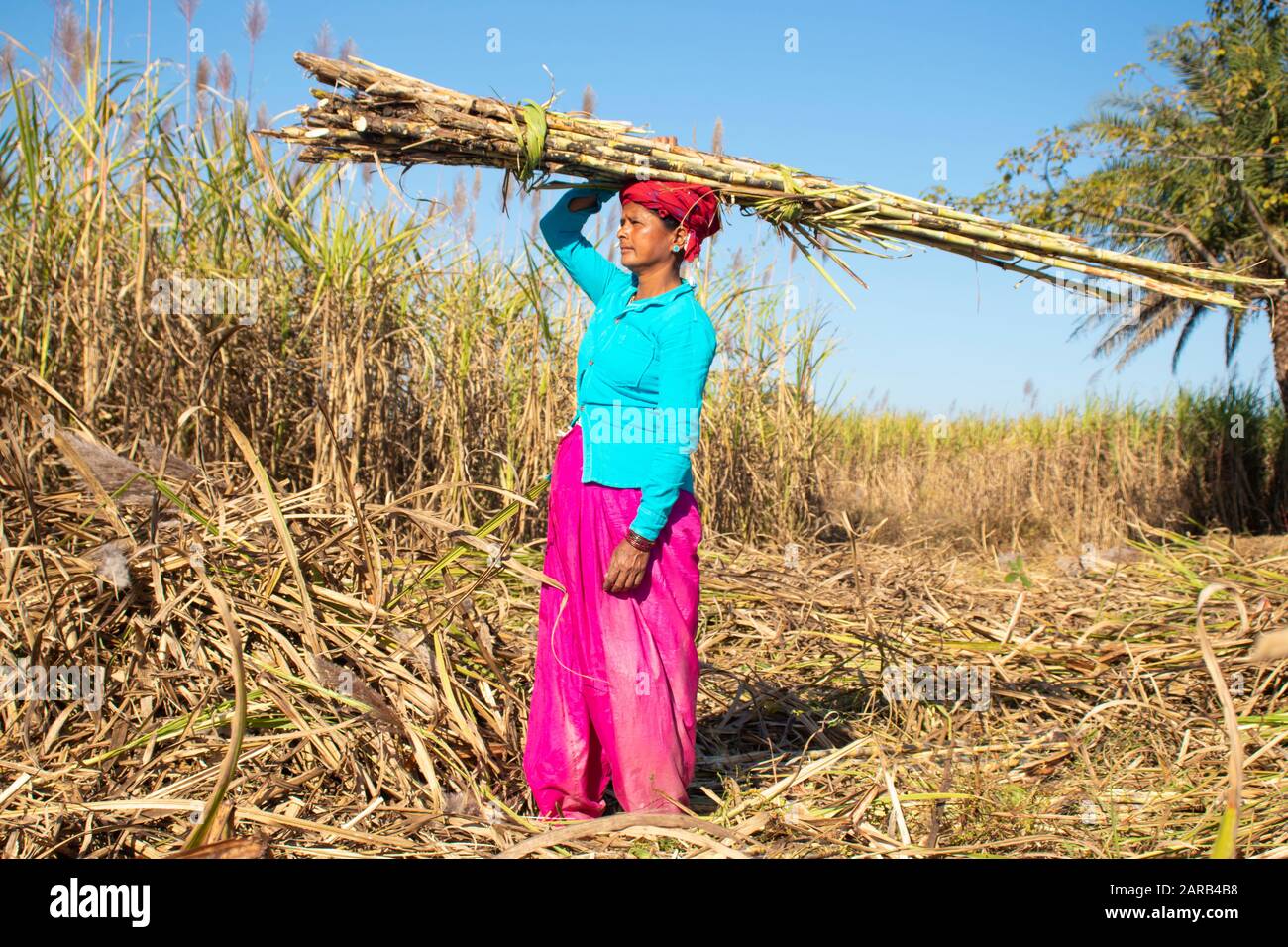 Diwara India Jan 11. 2020 : A rural woman with a sugarcane bundle on her head. Stock Photo