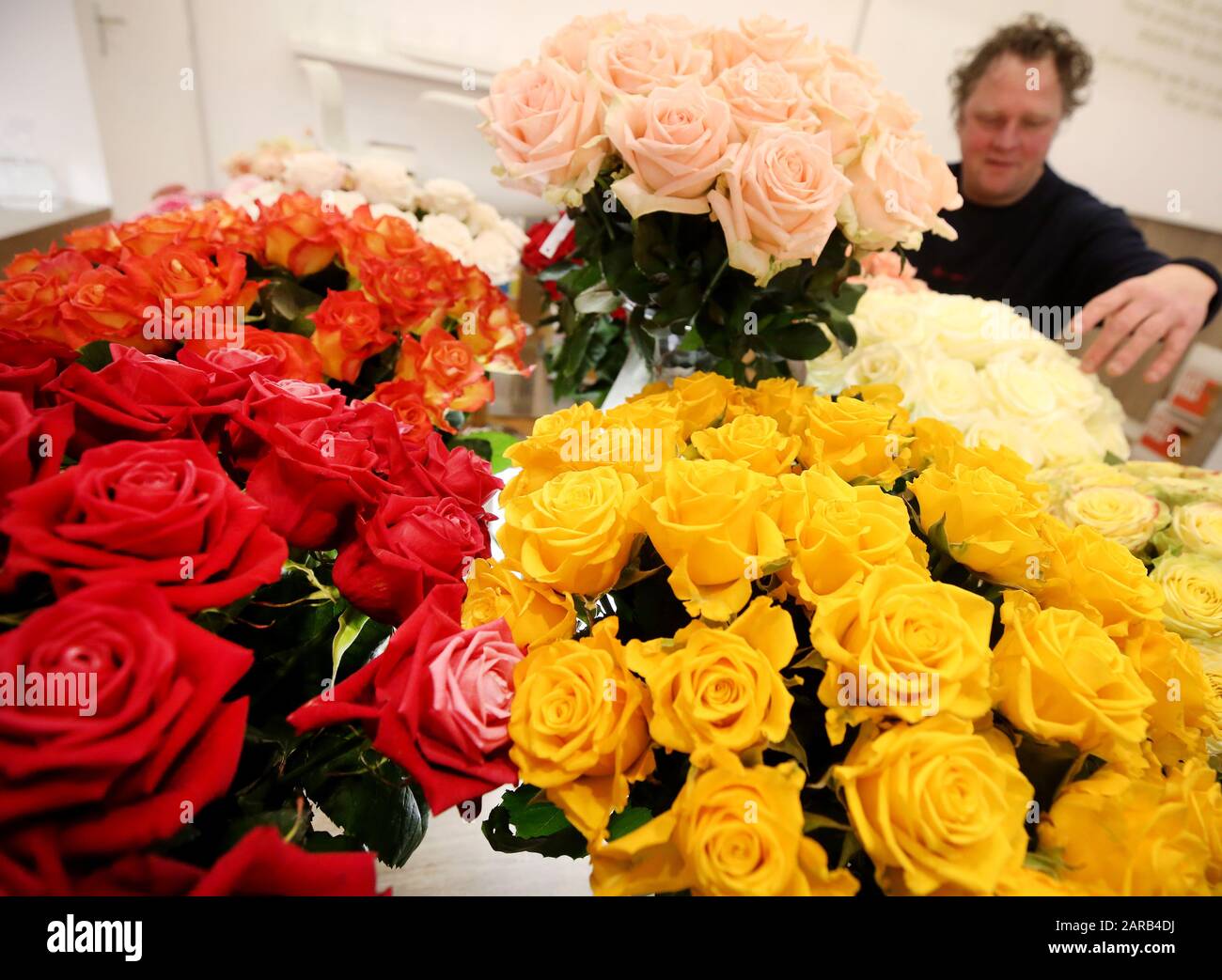 Essen, Germany. 27th Jan, 2020. Noble roses are decorated by a florist at his stand. The splendour of flowers can be seen at the International Plant Fair IPM, which will show everything to do with plants from 28.01. to 30.01.2020. Credit: Roland Weihrauch/dpa/Alamy Live News Stock Photo