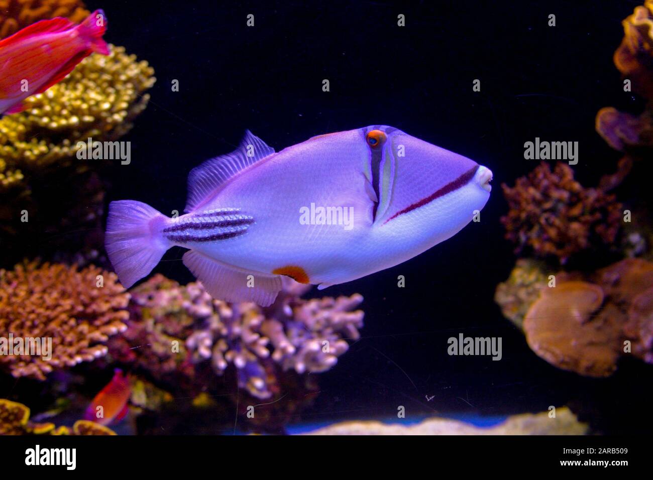 Picasso triggerfish or Arabian picassofish in the Red Sea Stock Photo