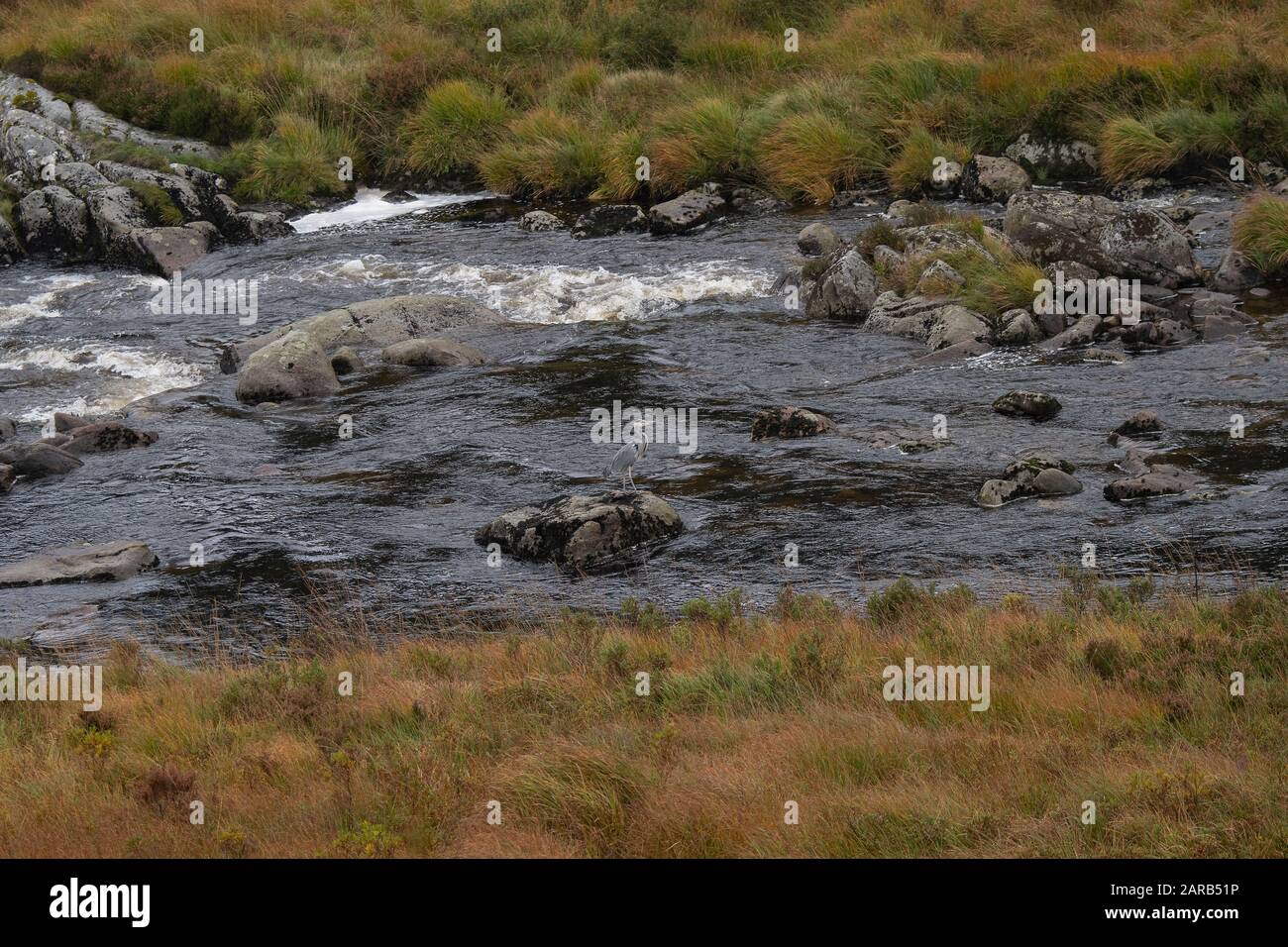 Grey heron (Ardea cinera) fishing in an upland river, Loch Trool, Dumfries and Galloway, SW Scotland Stock Photo