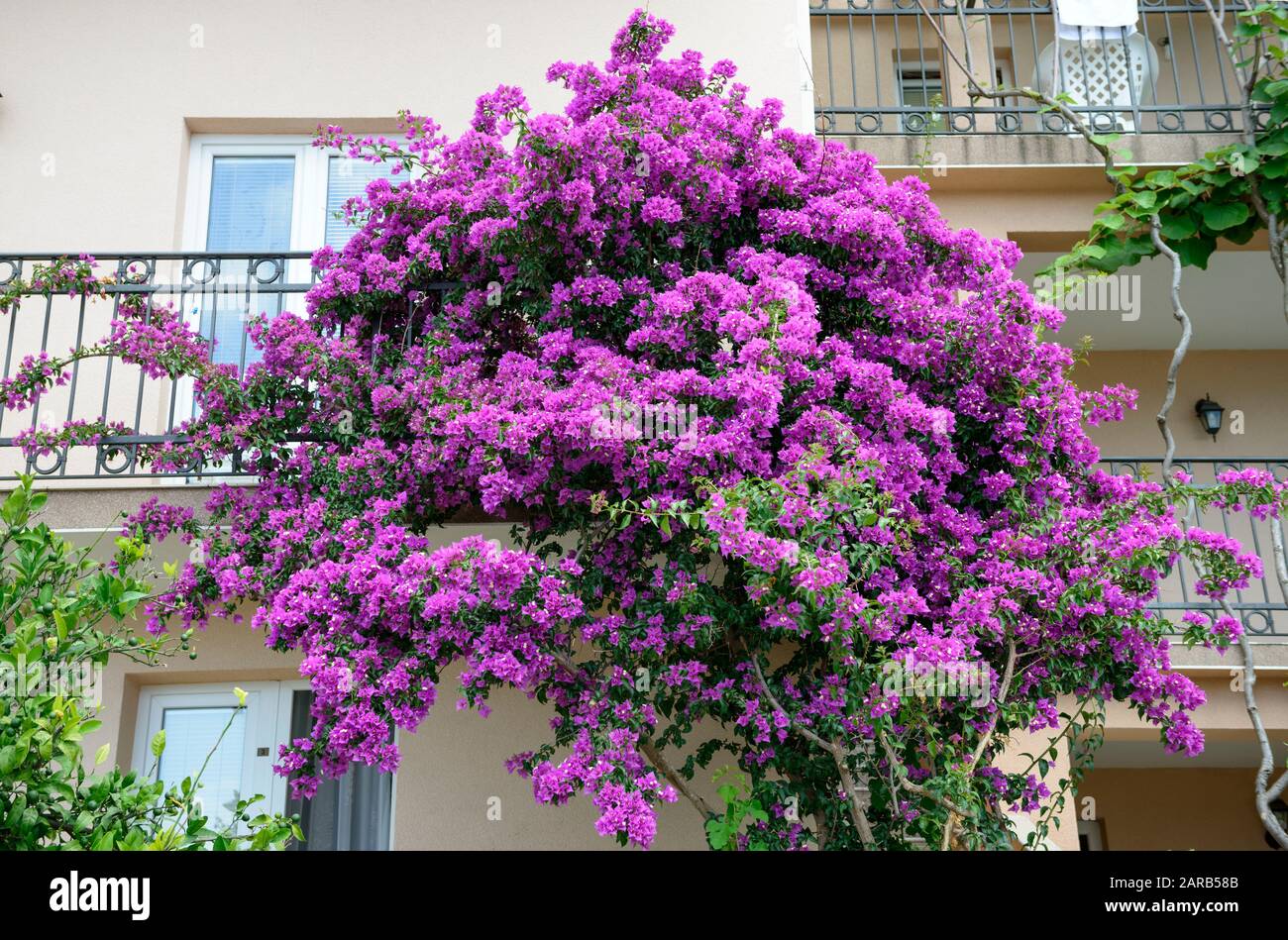 Close Up Flowering Bougainvillea Bush With Bright Pink Foliage On House External Wall Background Stock Photo Alamy