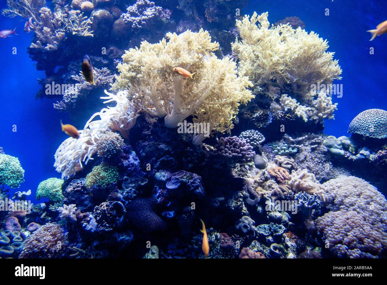 Coral Reef In The Red Sea Stock Photo Alamy
