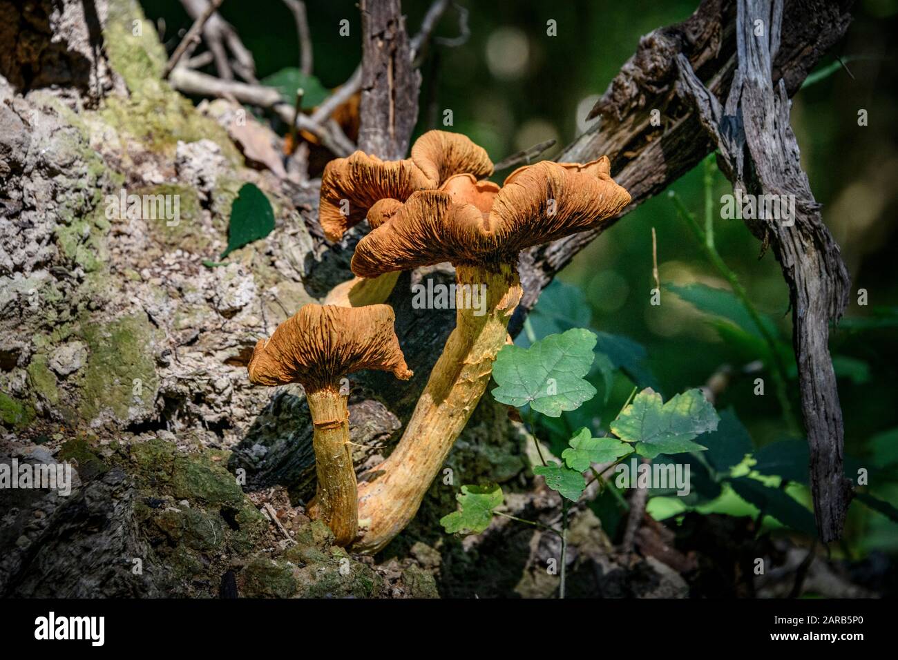 mushroom growing on dead tree Stock Photo Alamy