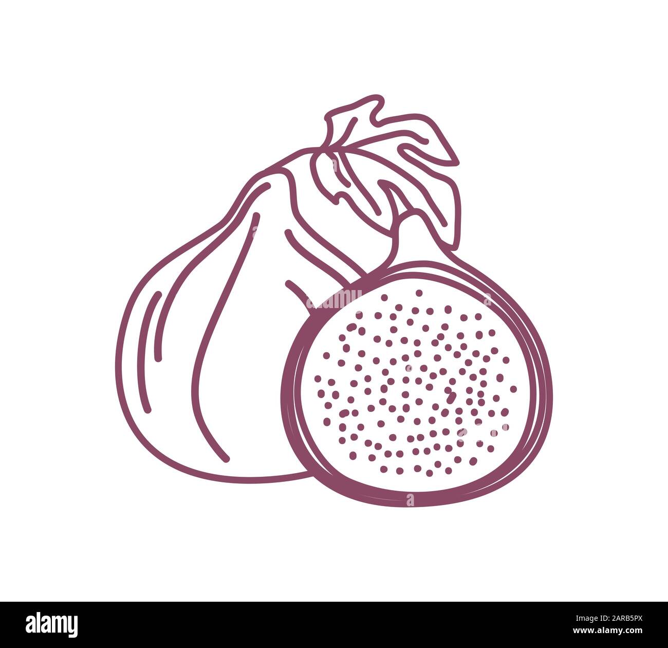 Two isolated figs outline design vector illustration sketch. One whole