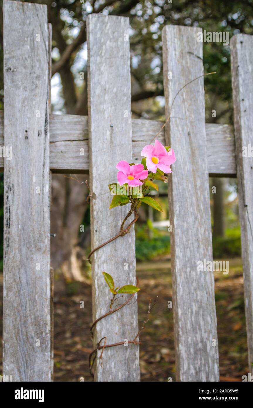 Paling wooden farm fence with flowering creeper. Stock Photo