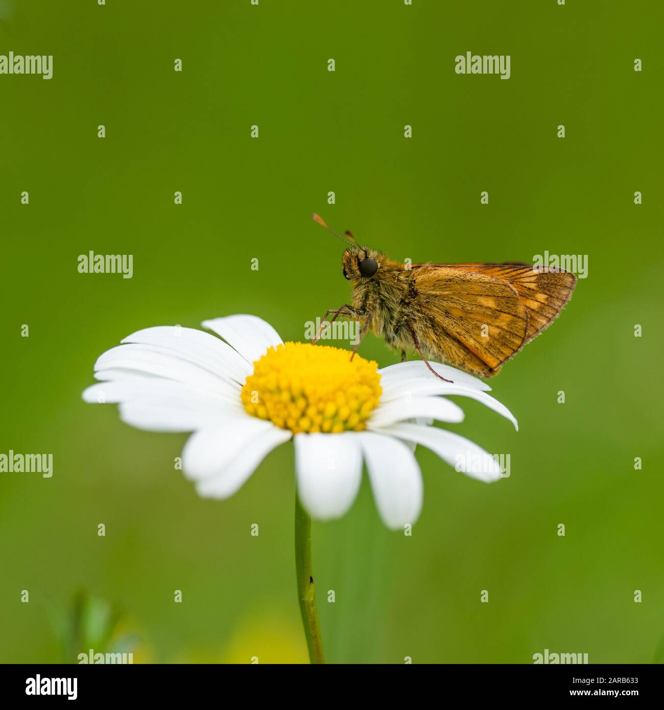 Large Skipper butterfly (Ochlodes venata) resting Stock Photo