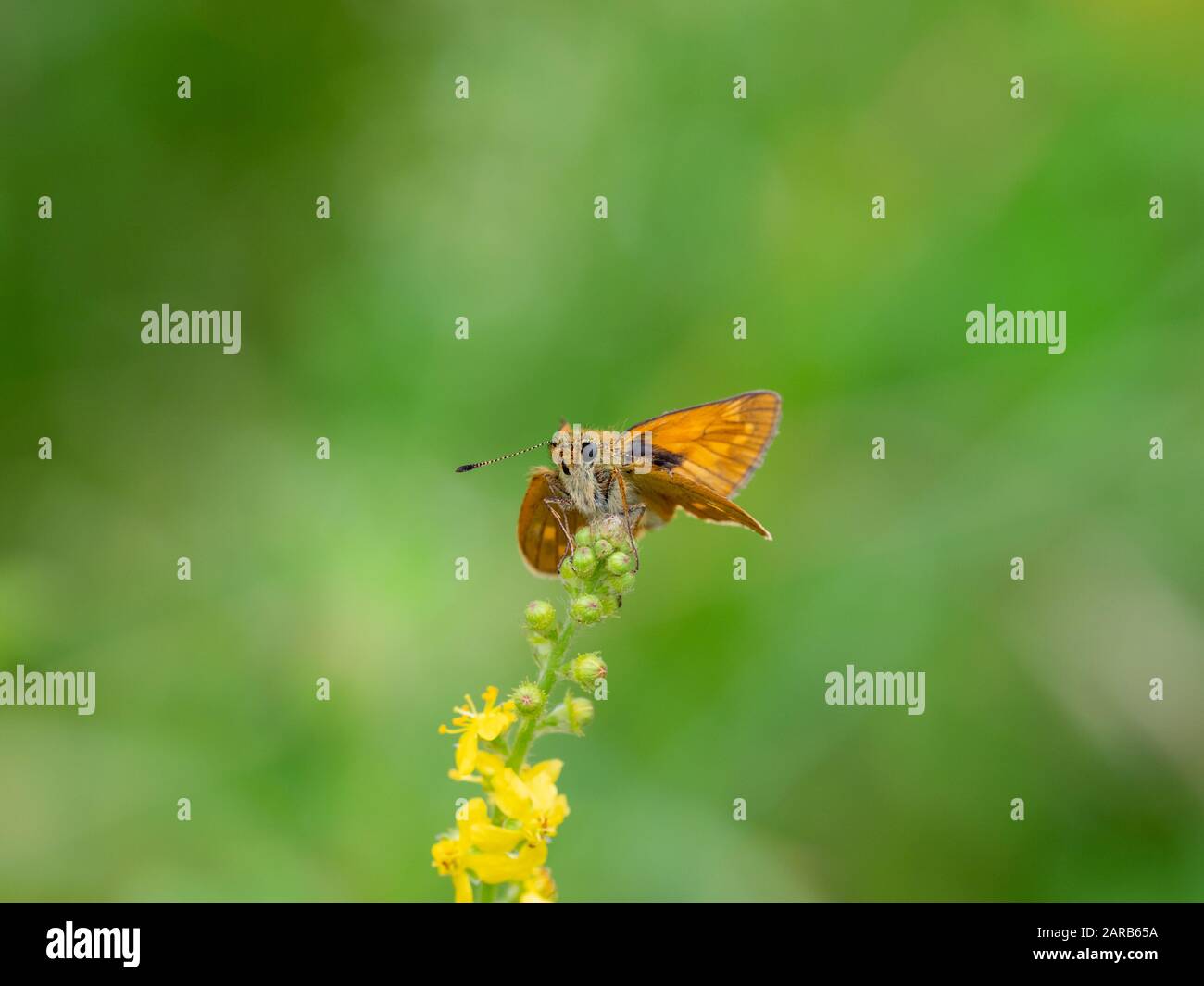Large Skipper butterfly (Ochlodes venata) resting Stock Photo