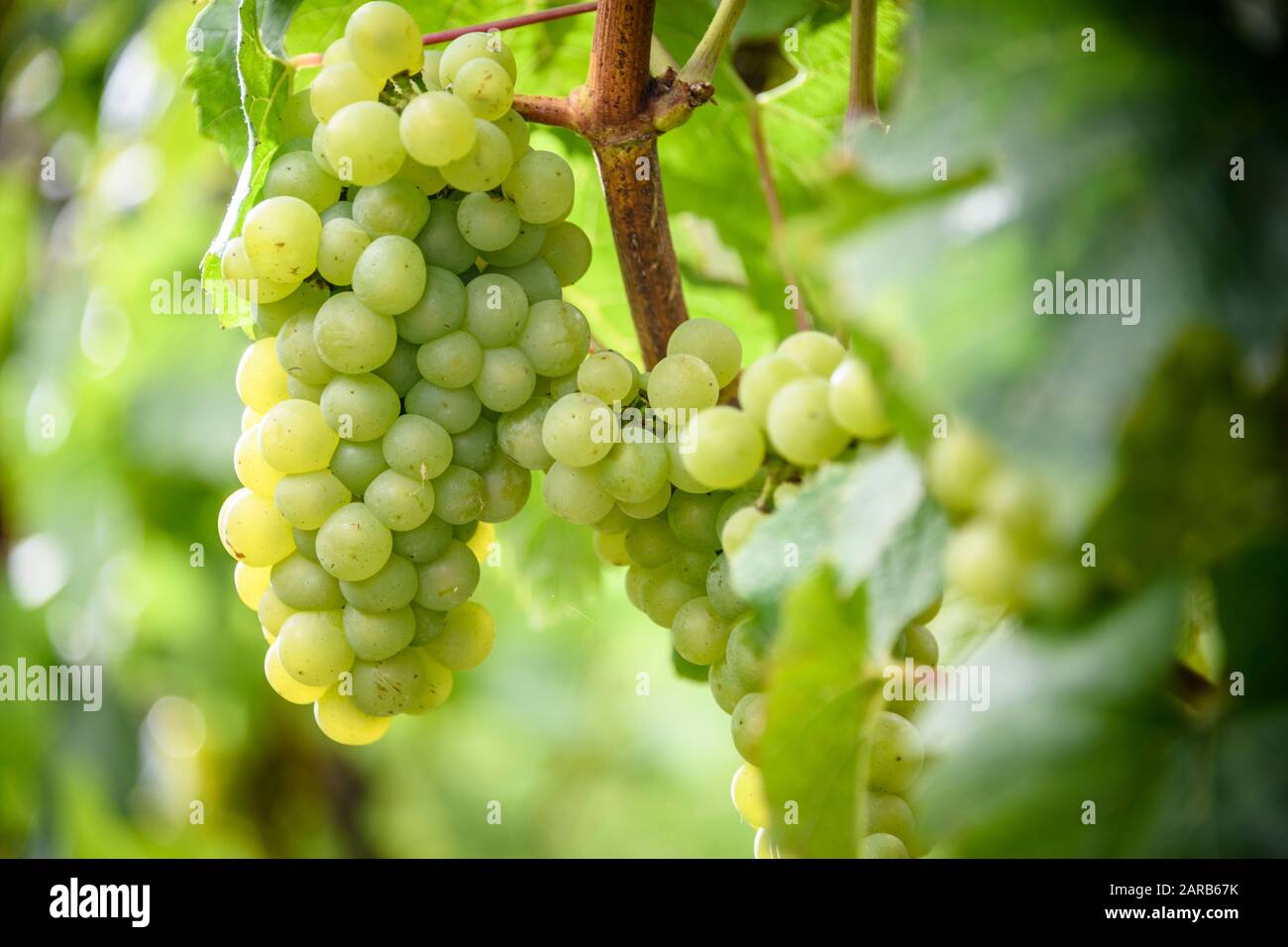 grapes for wine production Stock Photo