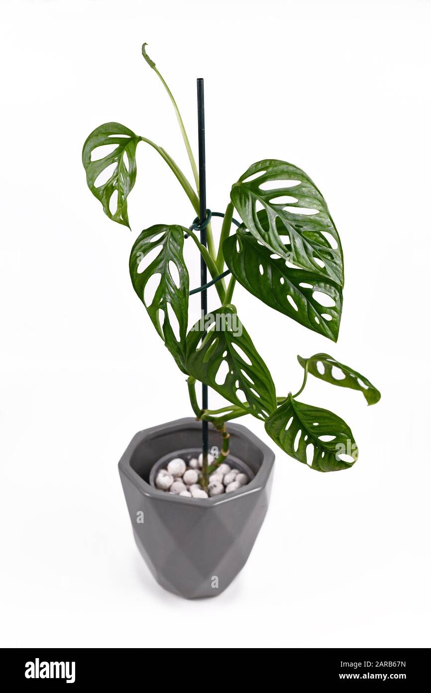 Exotic Plants in Gray Pot Exotic Plants in Gray Pot