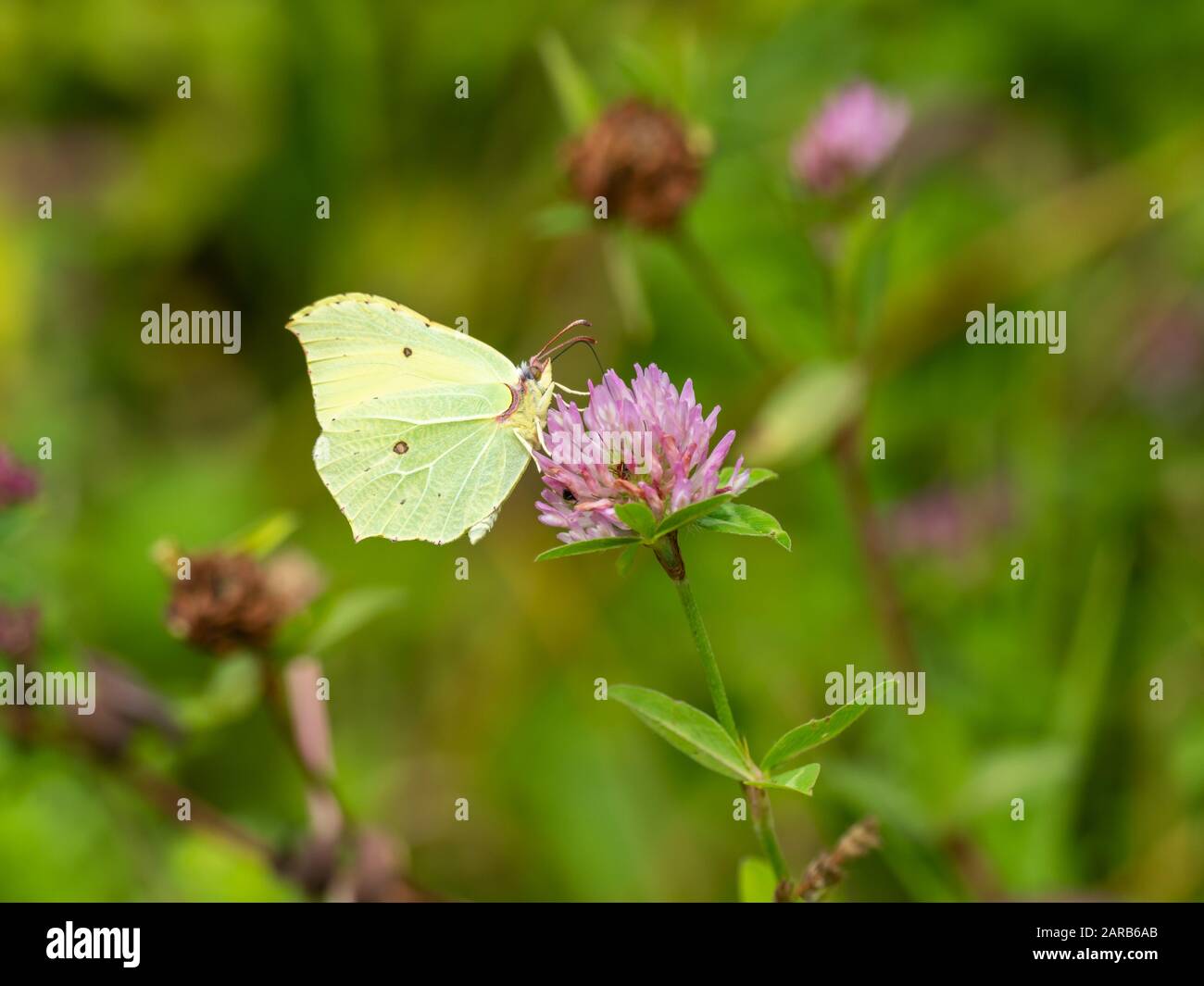 Brimstone Butterfly ( Gonepteryx rhamni ) on Clover Stock Photo