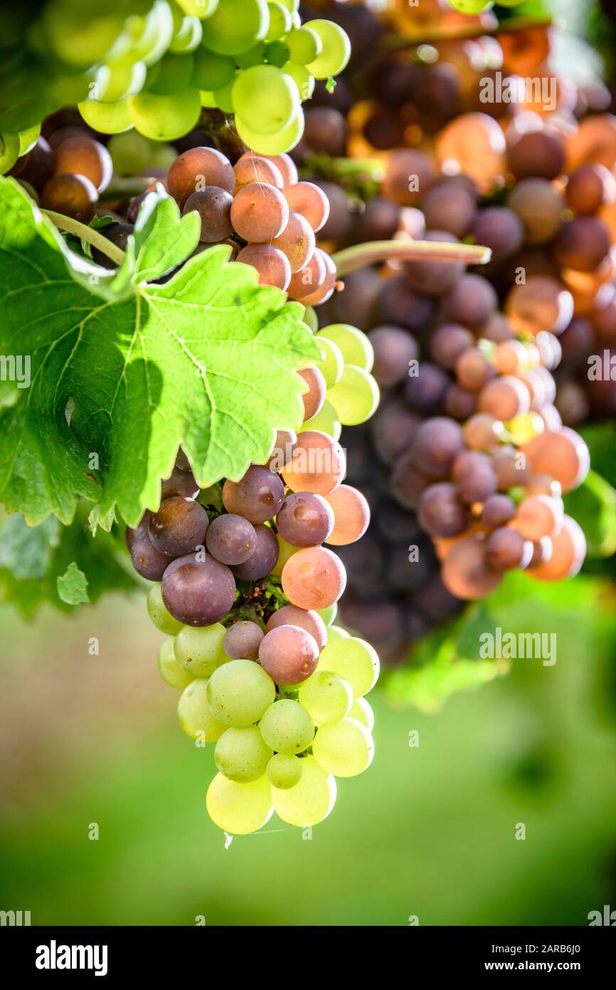 grapes for wine production Stock Photo Alamy