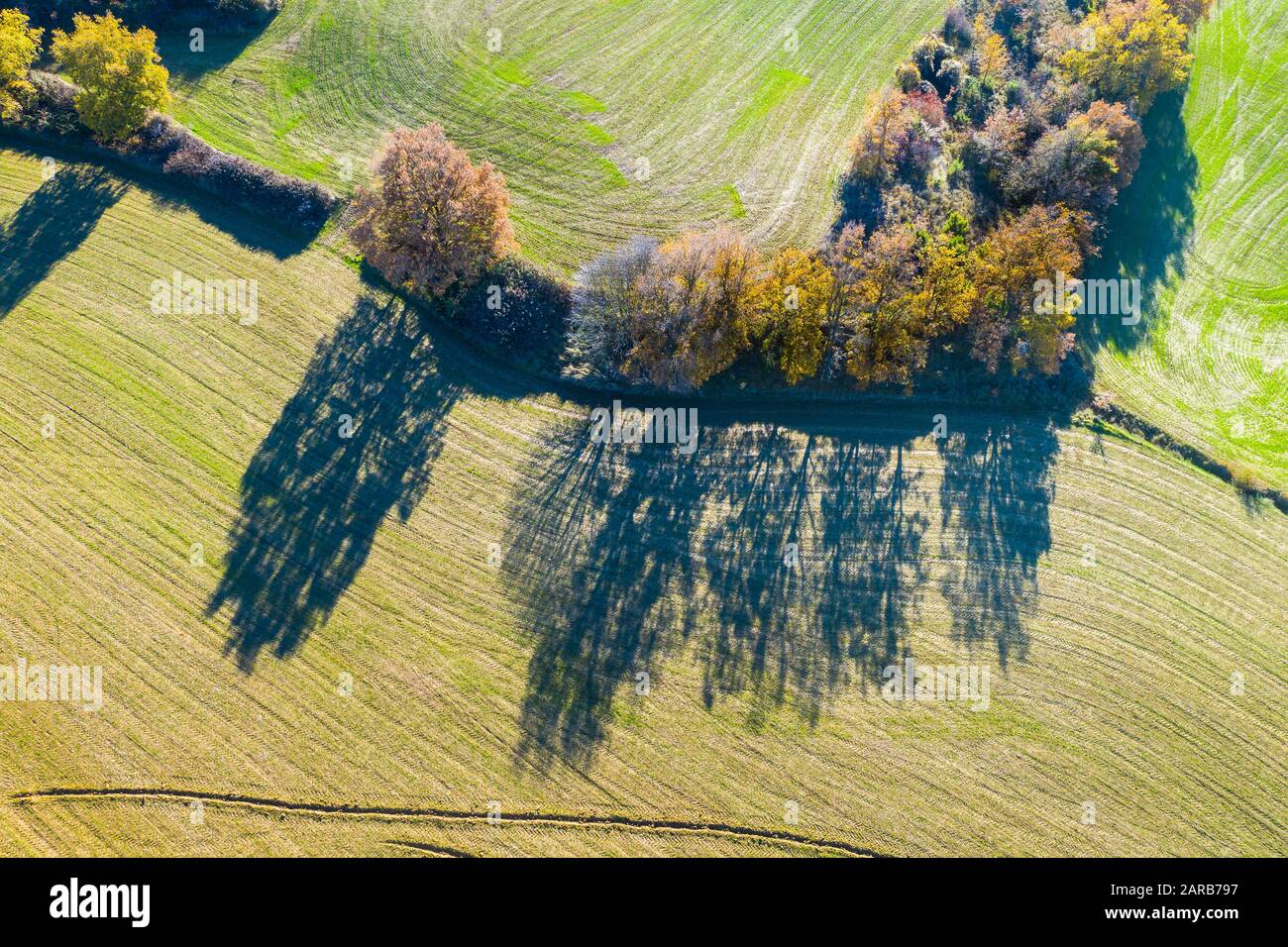 Farmland and deciduous trees. Aerial view. Stock Photo