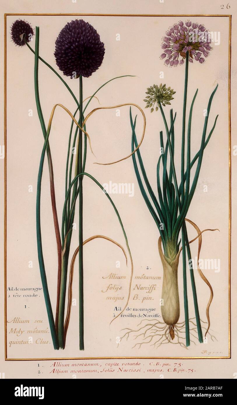 wild onion (Allium montanum) 17th century hand painted on Parchment botany study of a from the Jardin du Roi botanical Florilegium of Prince Eugene of Stock Photo