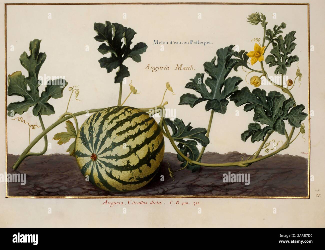 watermelon vine and fruit , 17th century hand painted on Parchment