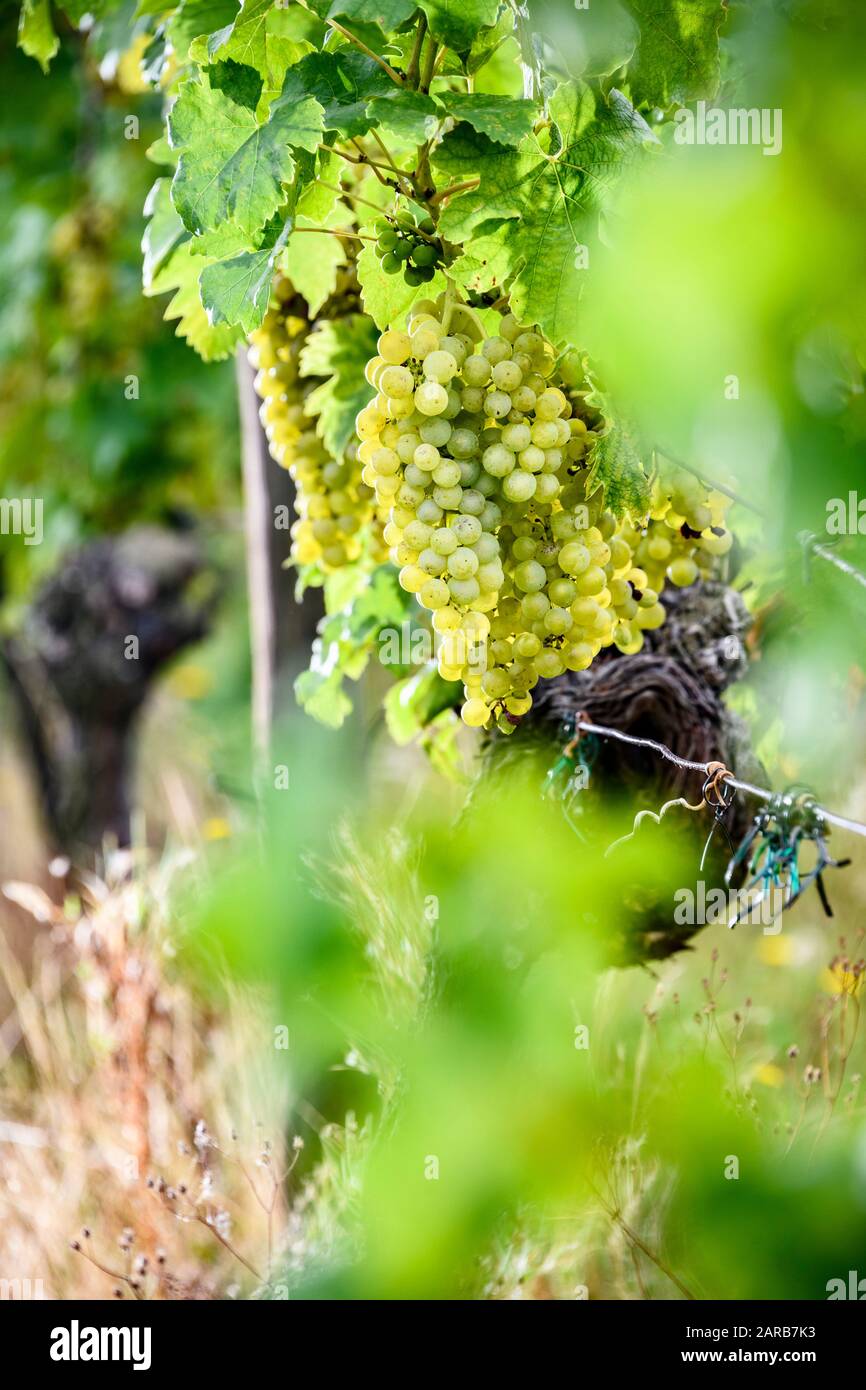 grapes for wine production Stock Photo