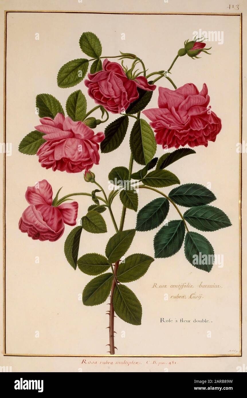 Rosa Centifolia. Rose flower illustration. Antique Botanical art