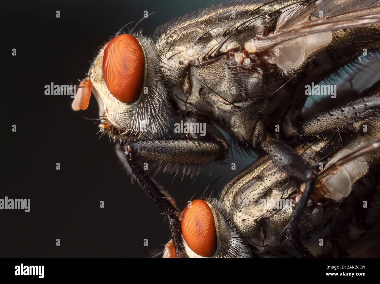 Macro Photography of Housefly Mating on Isolated on Background Stock Photo